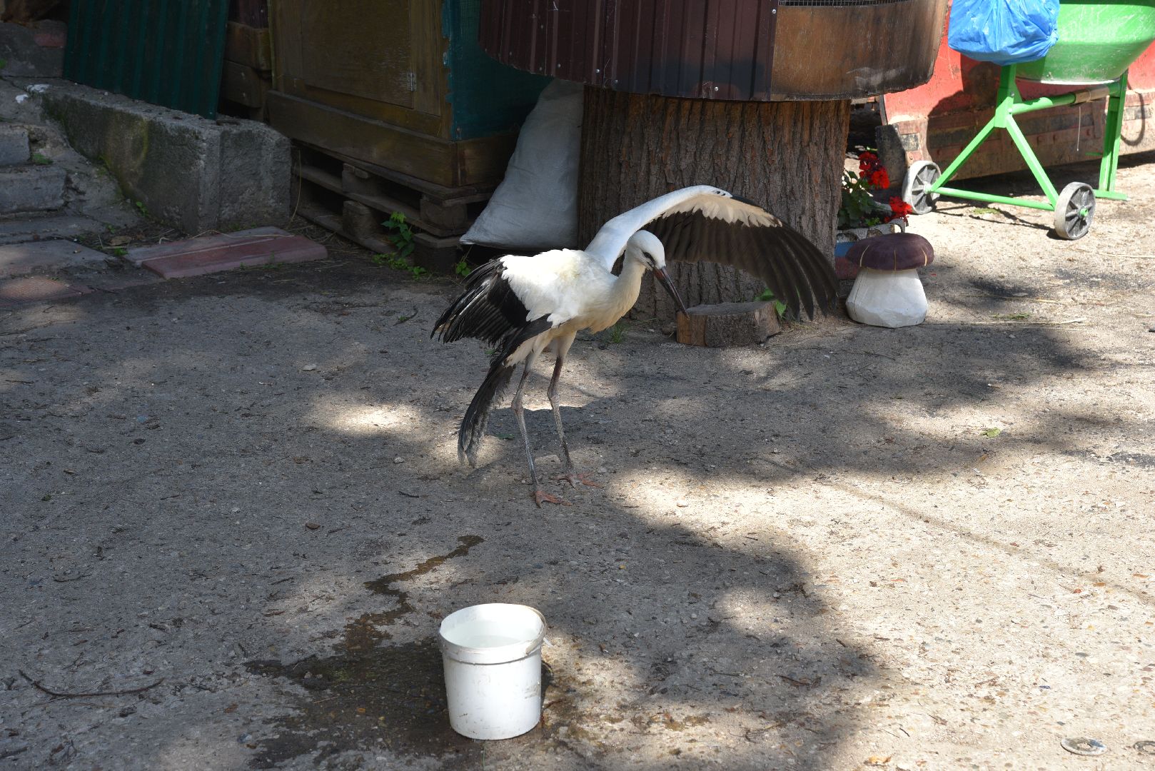 лотошино, лотошинский парк, аисты, парки подмосковья,
