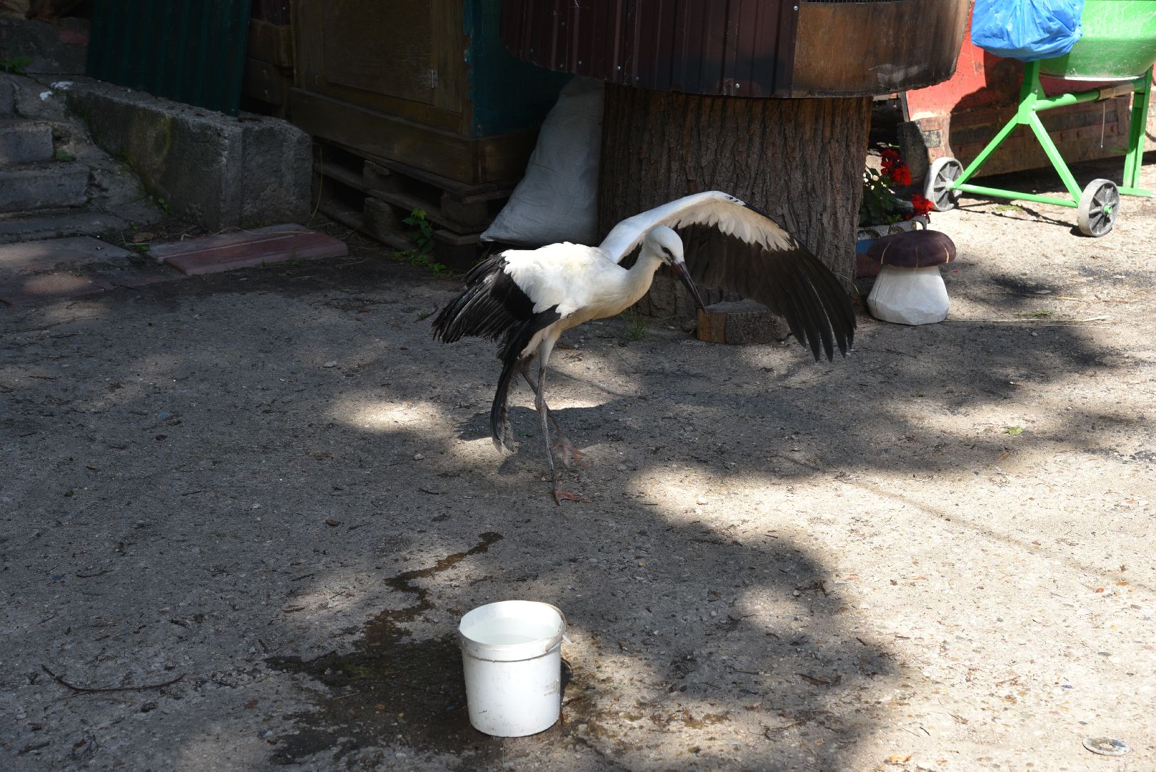 лотошино, лотошинский парк, аисты, парки подмосковья,