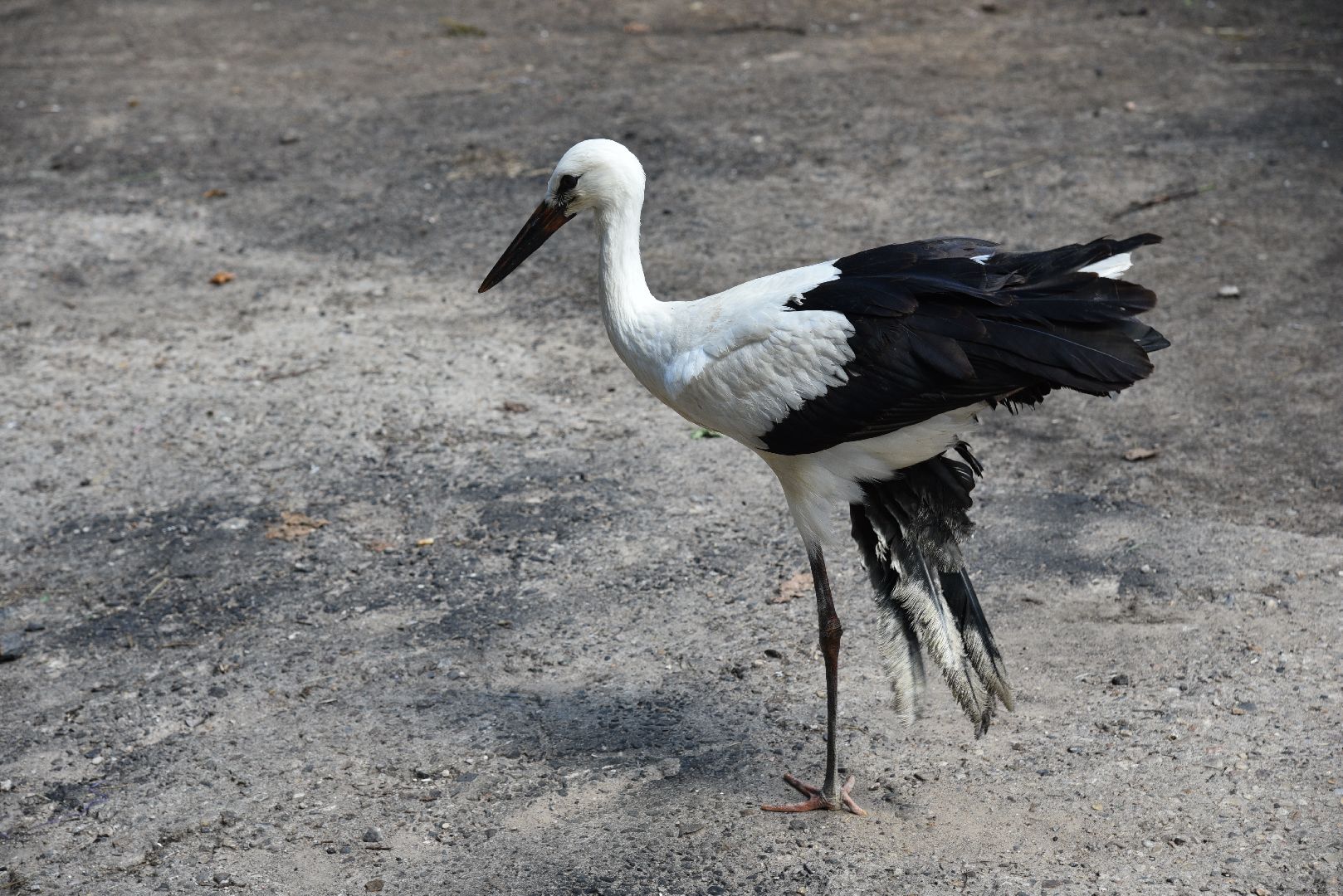 лотошино, лотошинский парк, аисты, парки подмосковья,