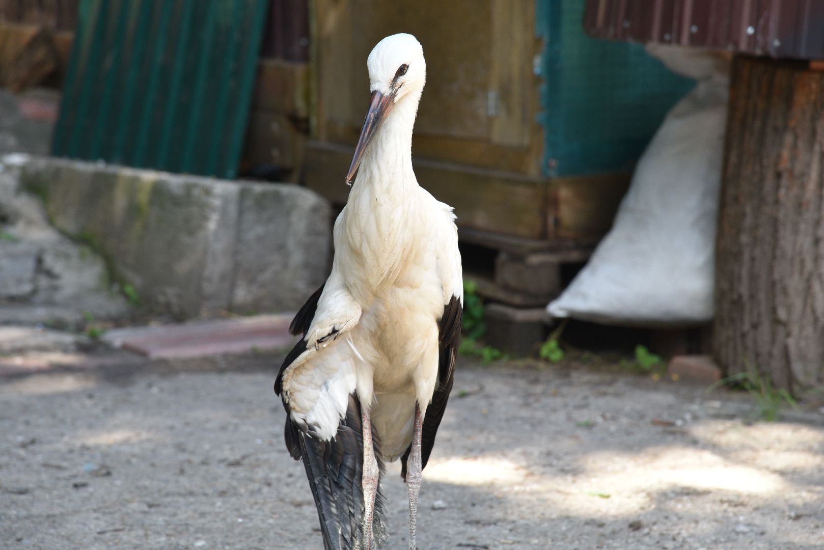 лотошино, лотошинский парк, аисты, парки подмосковья,