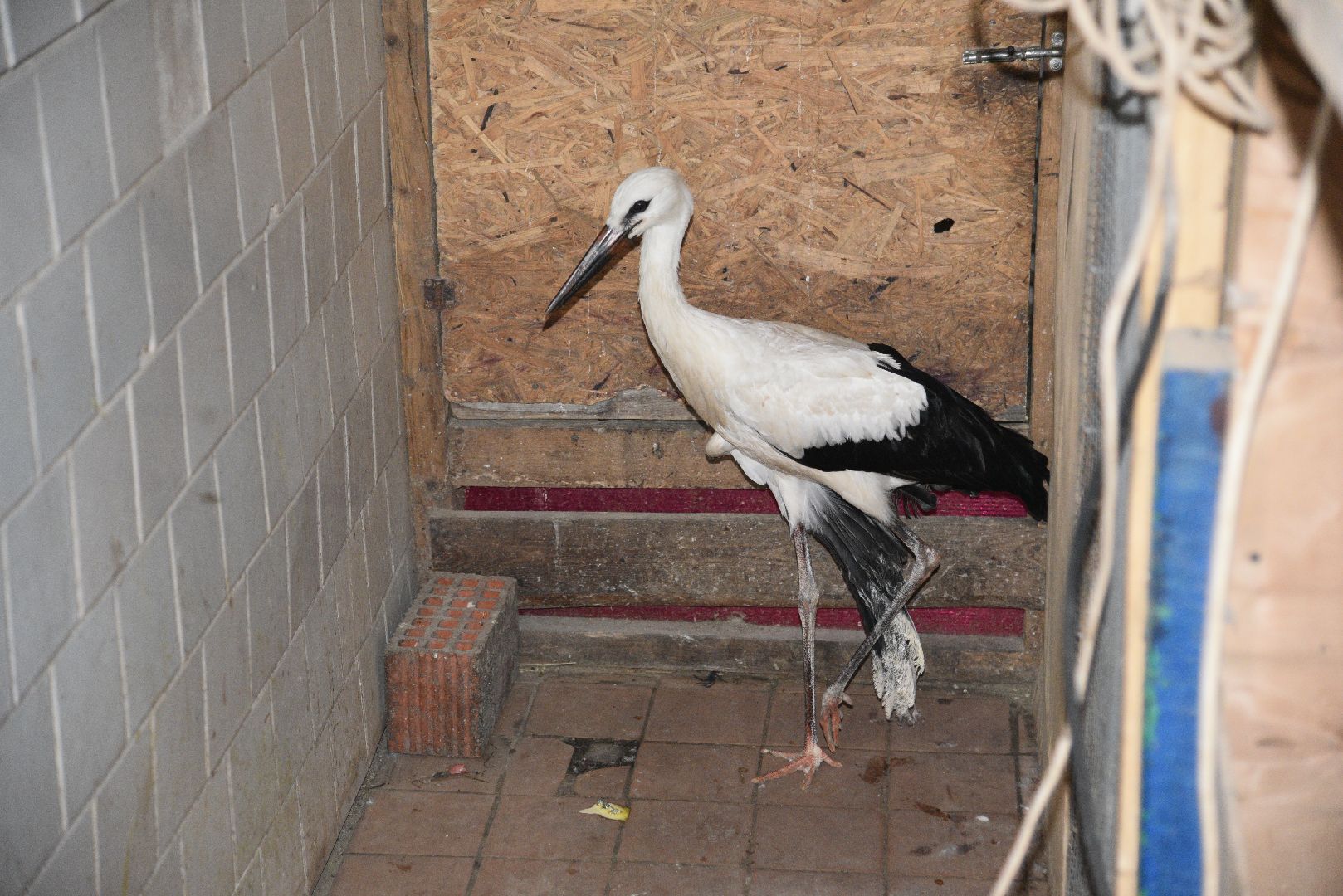 лотошино, лотошинский парк, аисты, парки подмосковья,