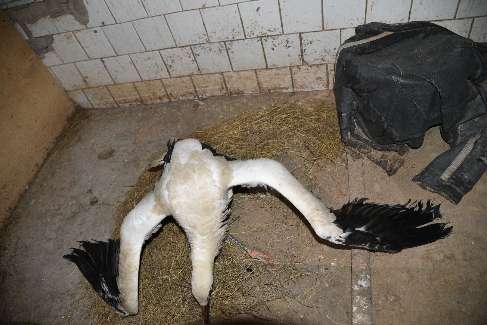 лотошино, лотошинский парк, аисты, парки подмосковья,