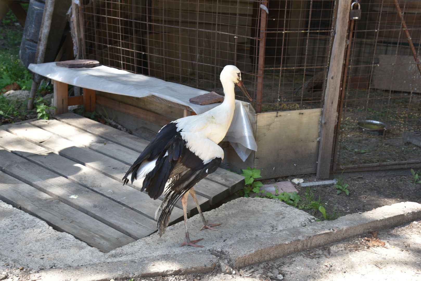 лотошино, лотошинский парк, аисты, парки подмосковья,