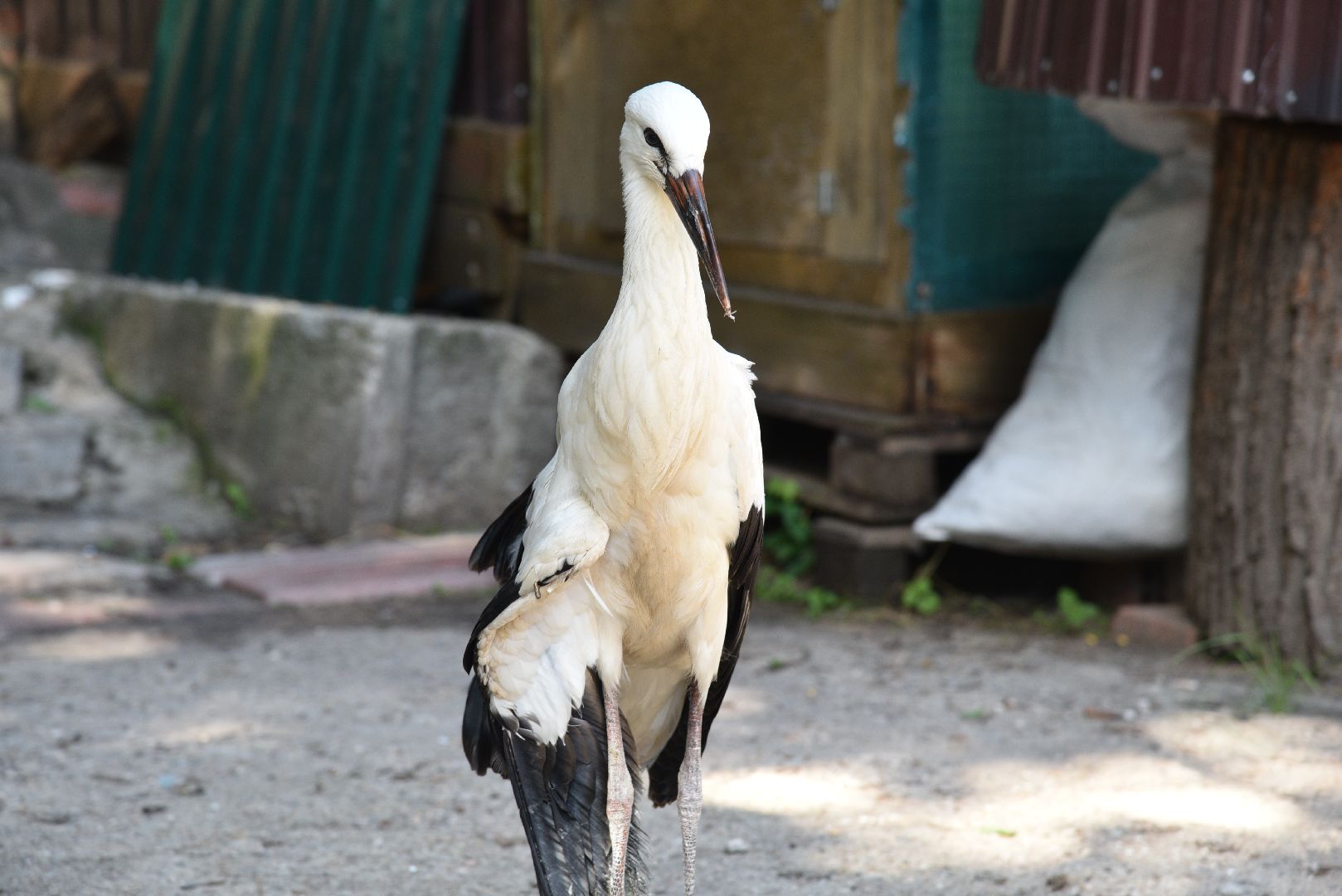 лотошино, лотошинский парк, аисты, парки подмосковья,