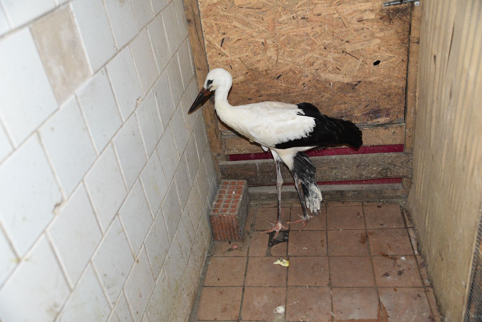 лотошино, лотошинский парк, аисты, парки подмосковья,