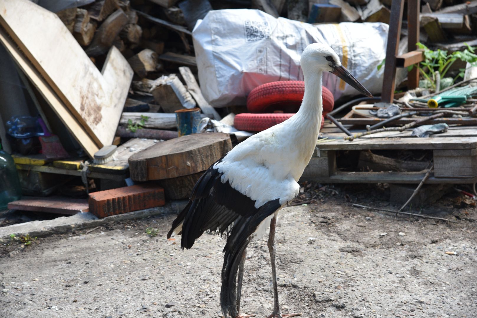 лотошино, лотошинский парк, аисты, парки подмосковья,