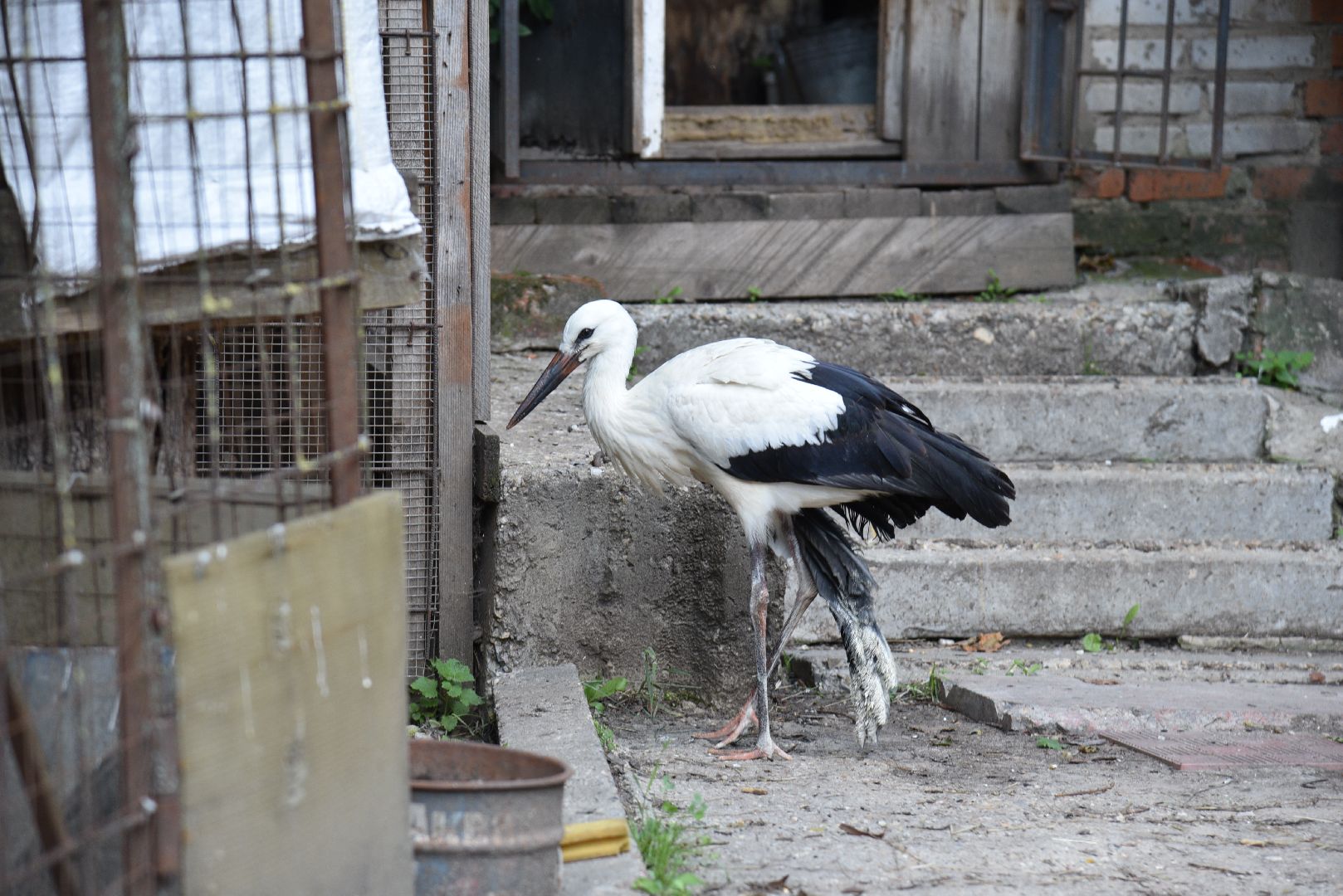 лотошино, лотошинский парк, аисты, парки подмосковья,
