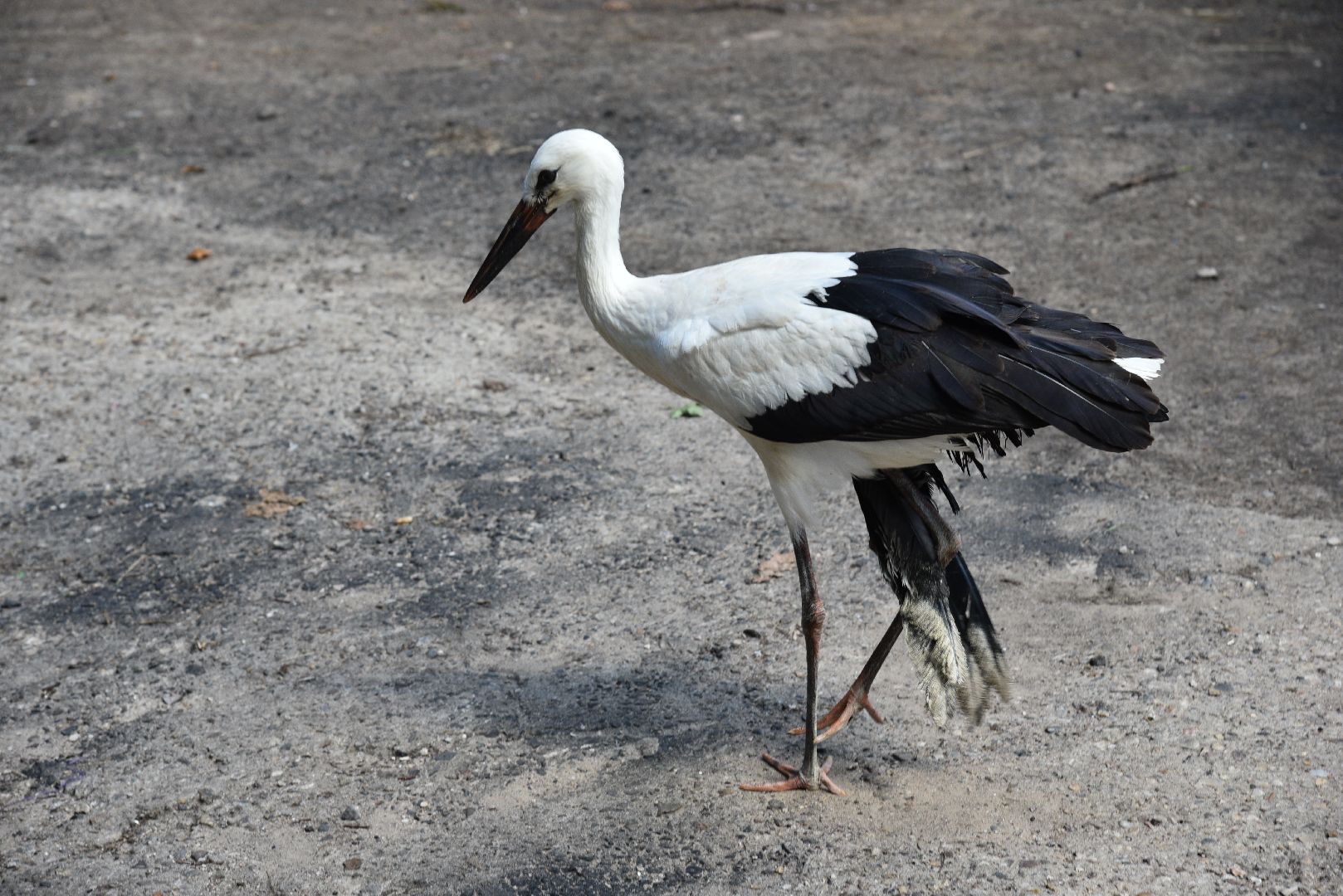 лотошино, лотошинский парк, аисты, парки подмосковья,