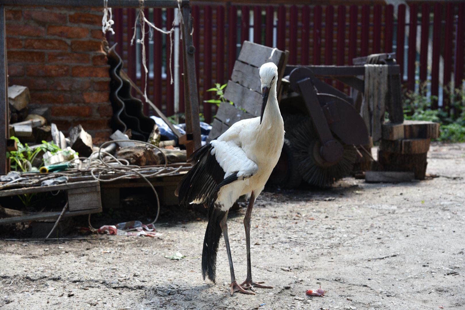 лотошино, лотошинский парк, аисты, парки подмосковья,