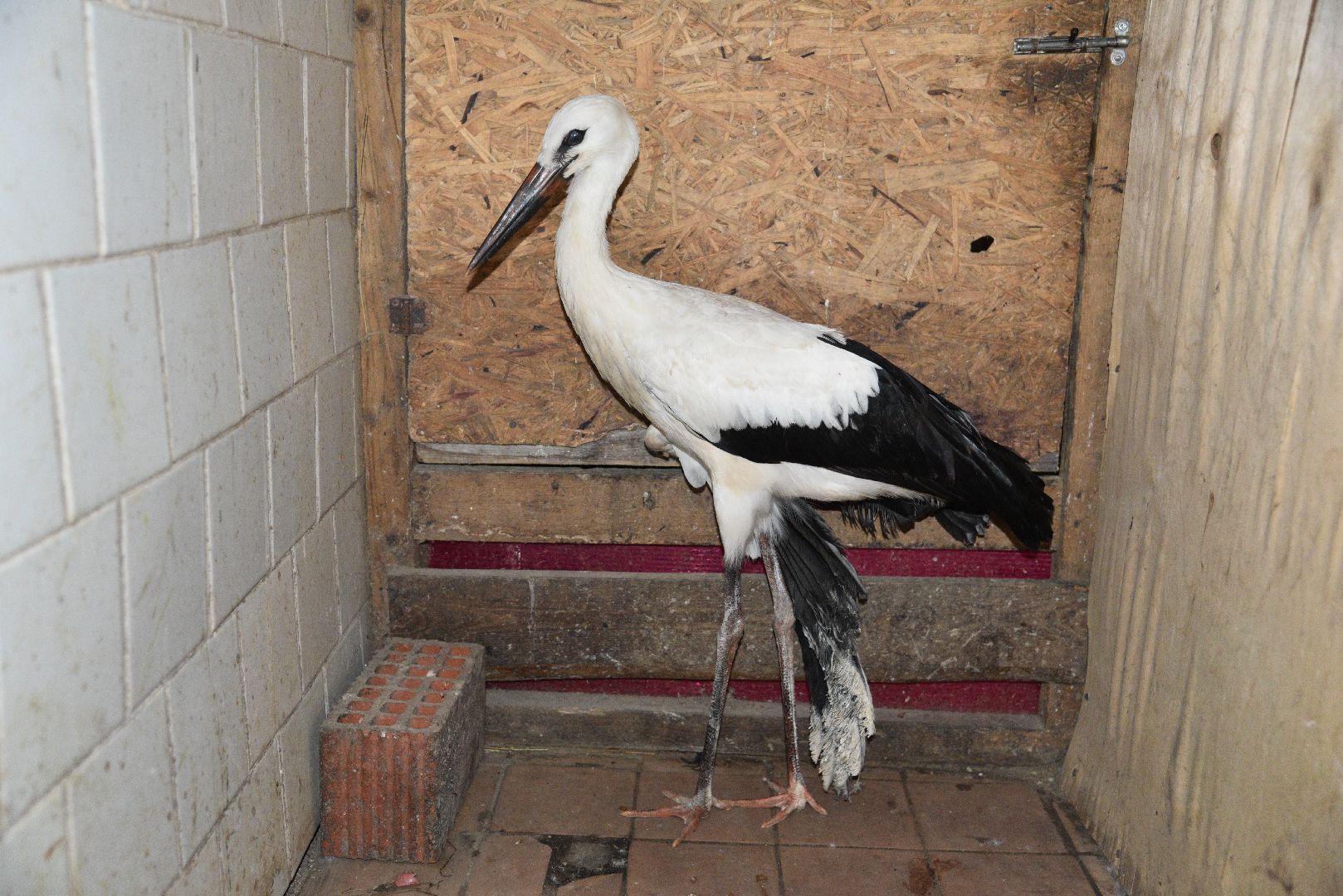 лотошино, лотошинский парк, аисты, парки подмосковья,