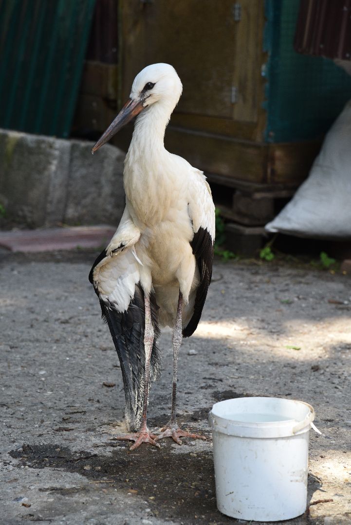 лотошино, лотошинский парк, аисты, парки подмосковья,