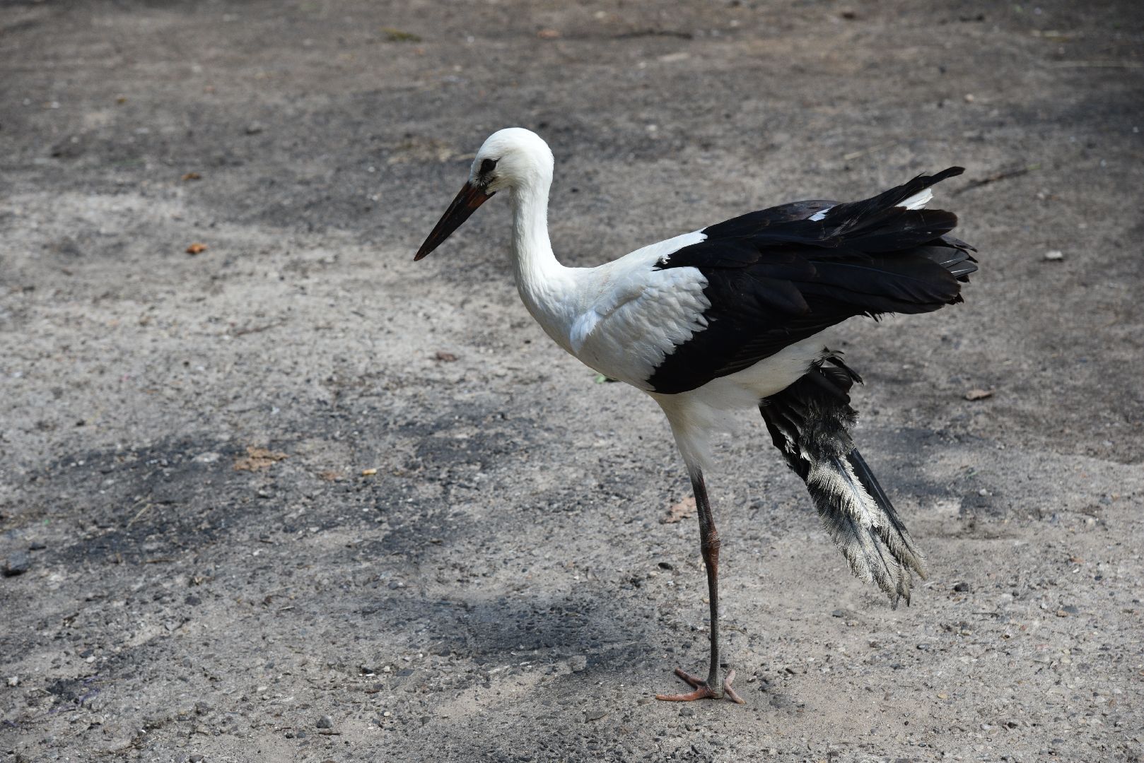 лотошино, лотошинский парк, аисты, парки подмосковья,
