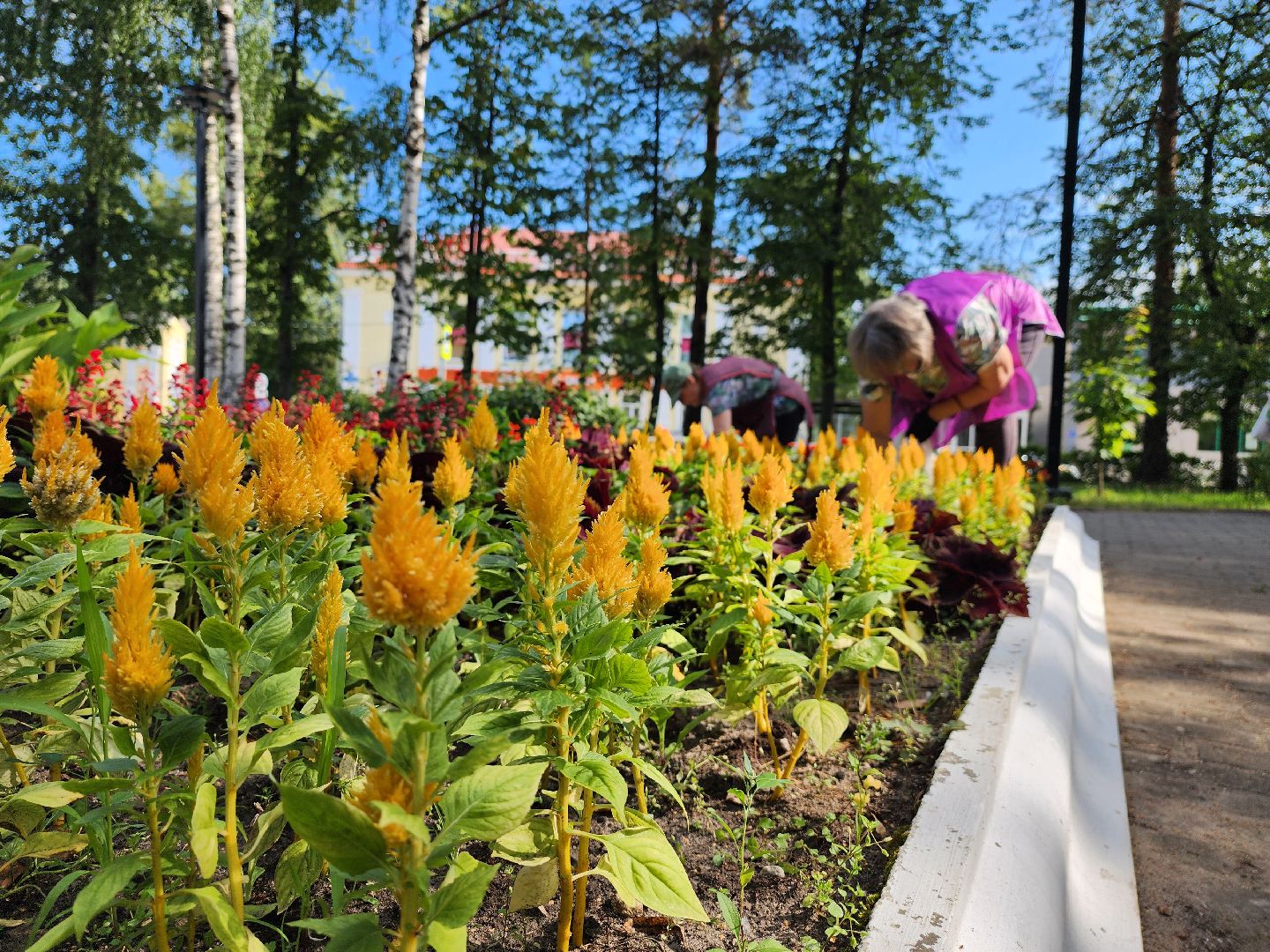 Дубна, Клумбы, Озеленители, коммунальные службы,