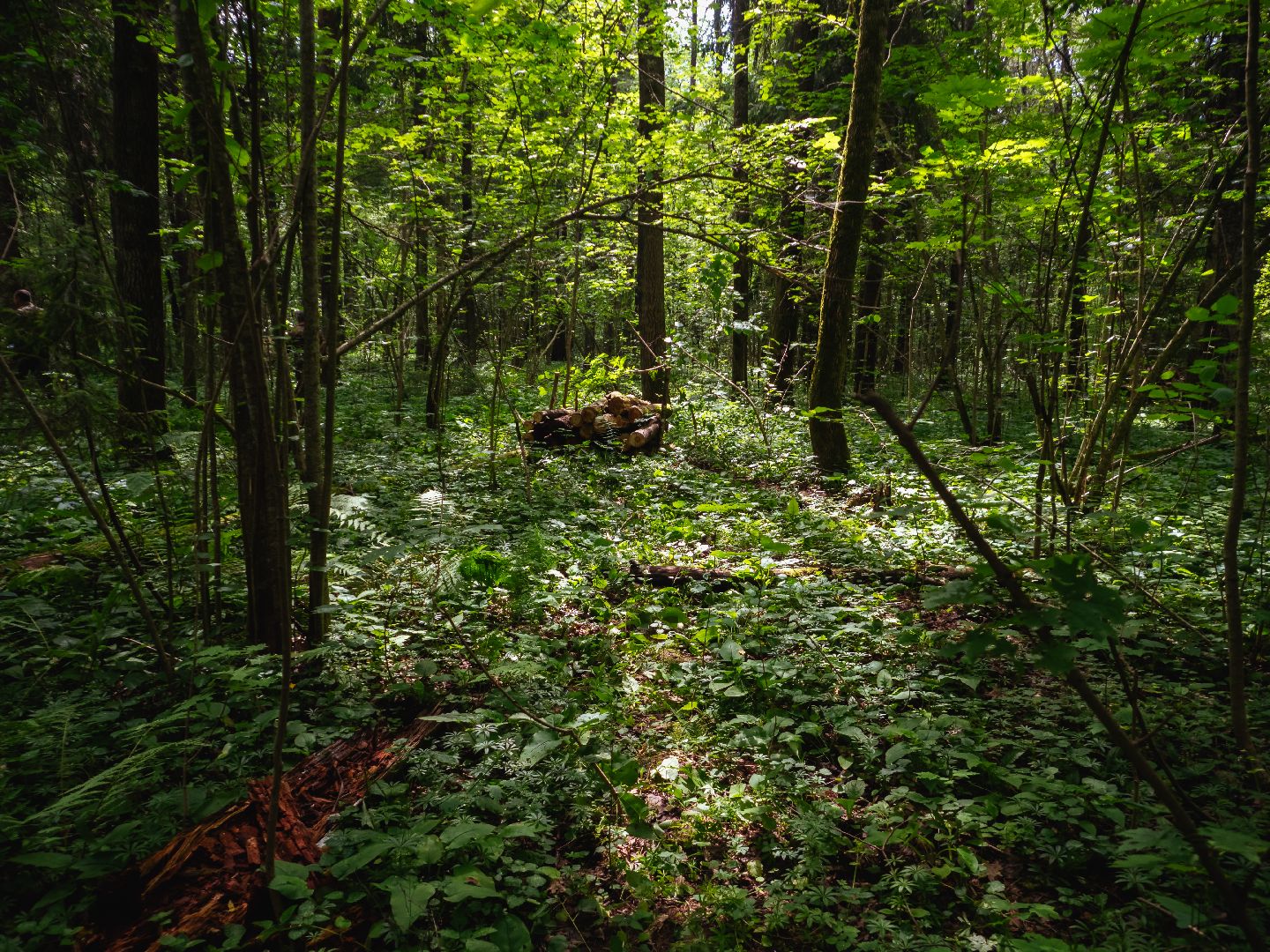 подмосковье, лесничество, экология,