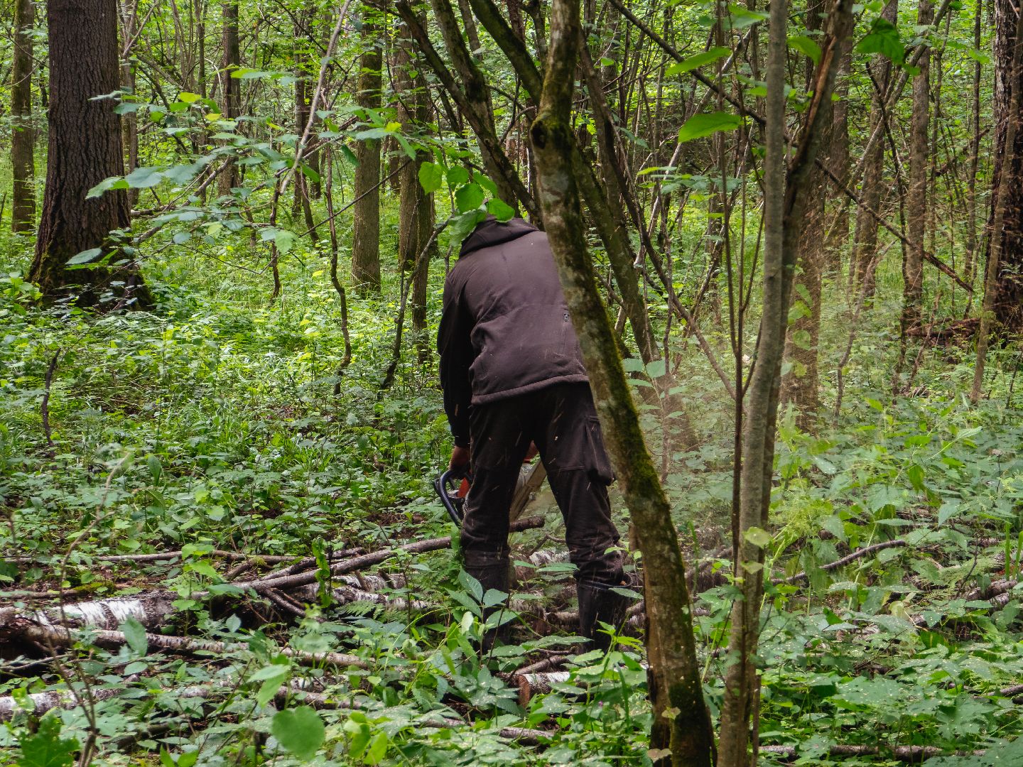 подмосковье, лесничество, экология,