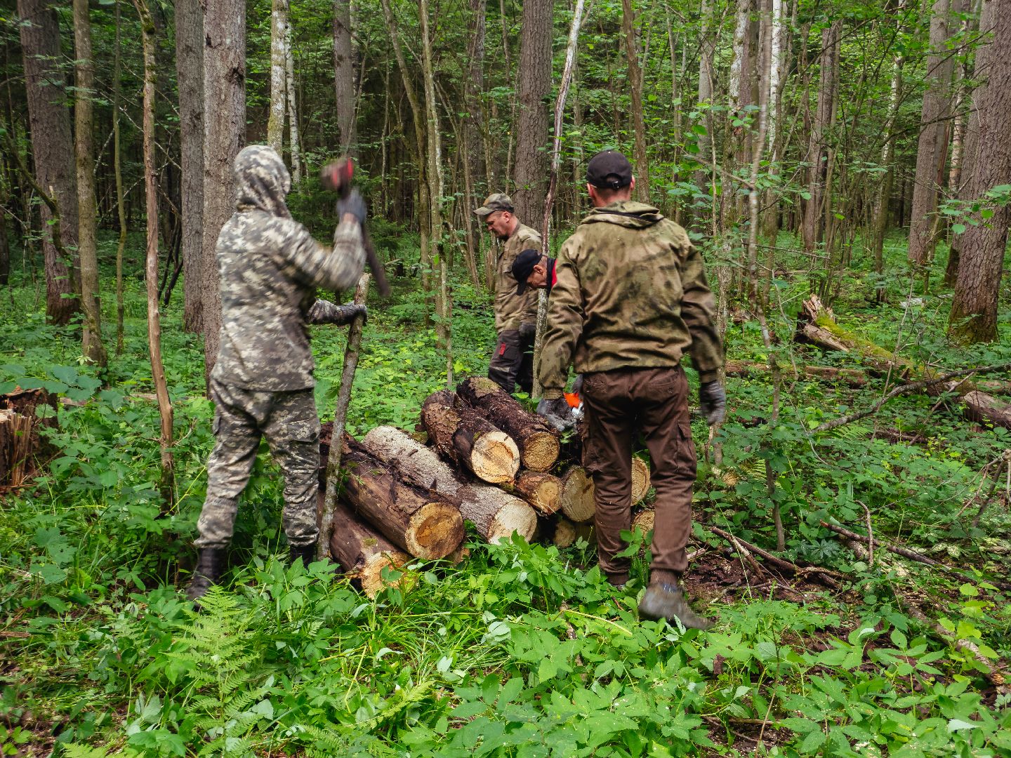 подмосковье, лесничество, экология,
