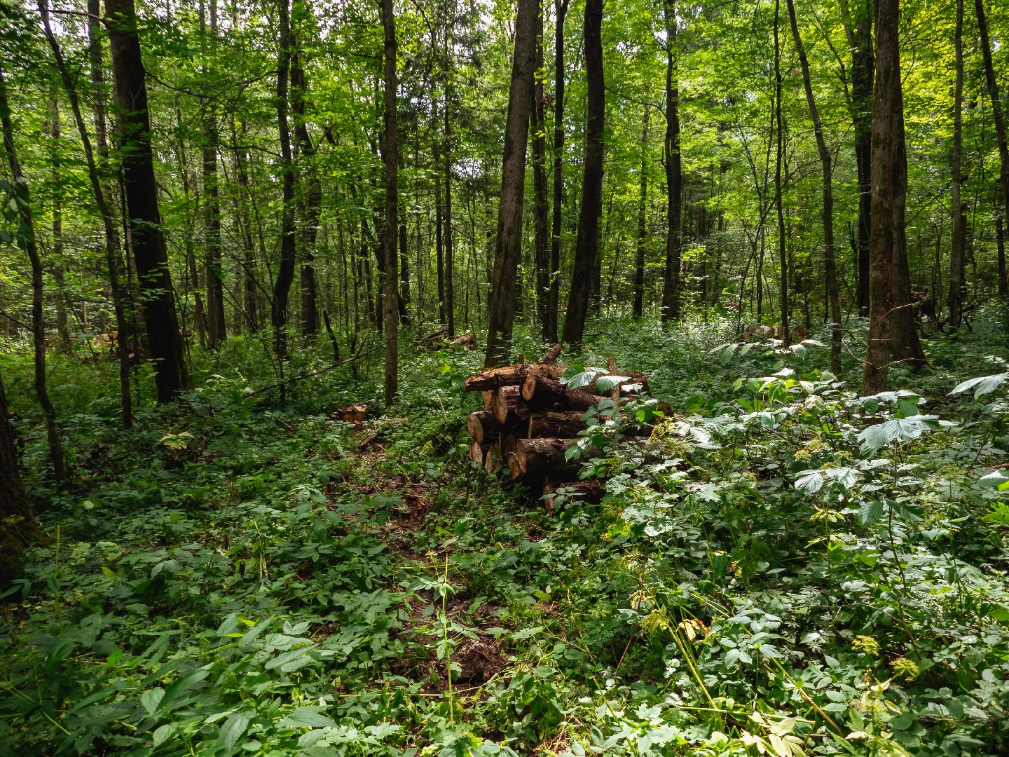 подмосковье, лесничество, экология,
