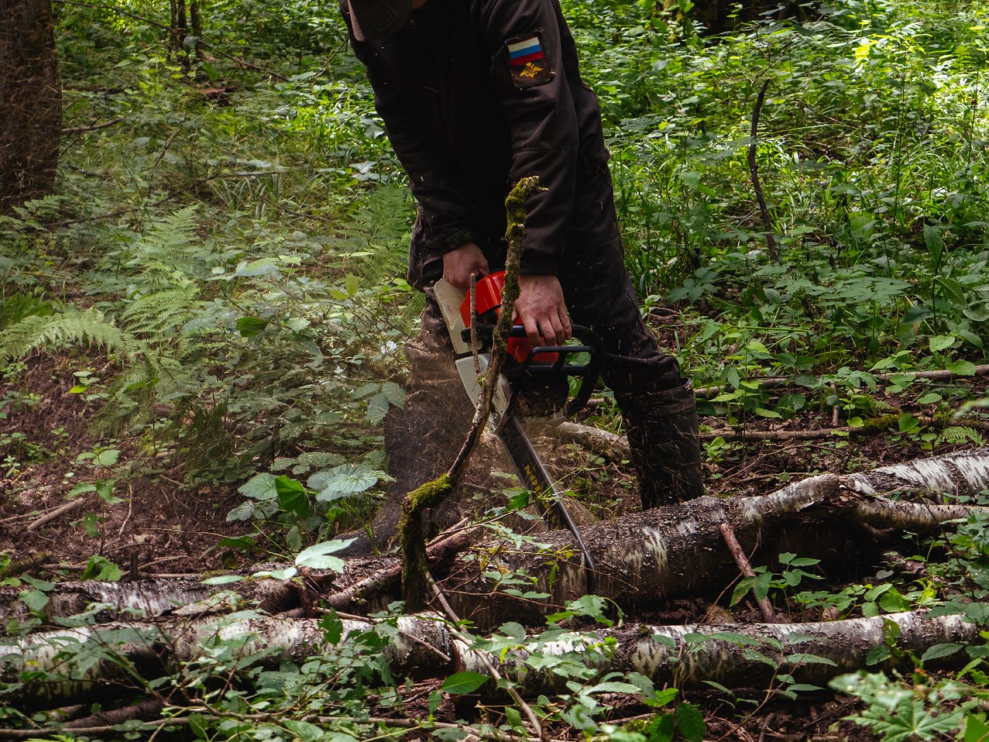 подмосковье, лесничество, экология,