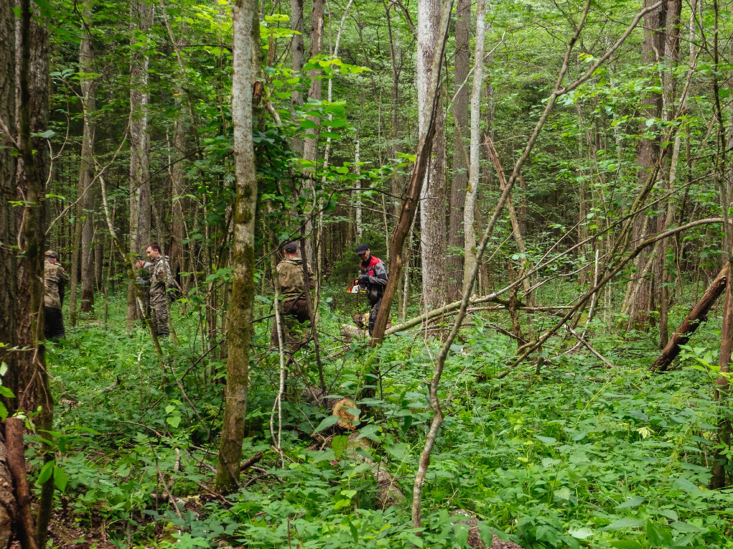 подмосковье, лесничество, экология,