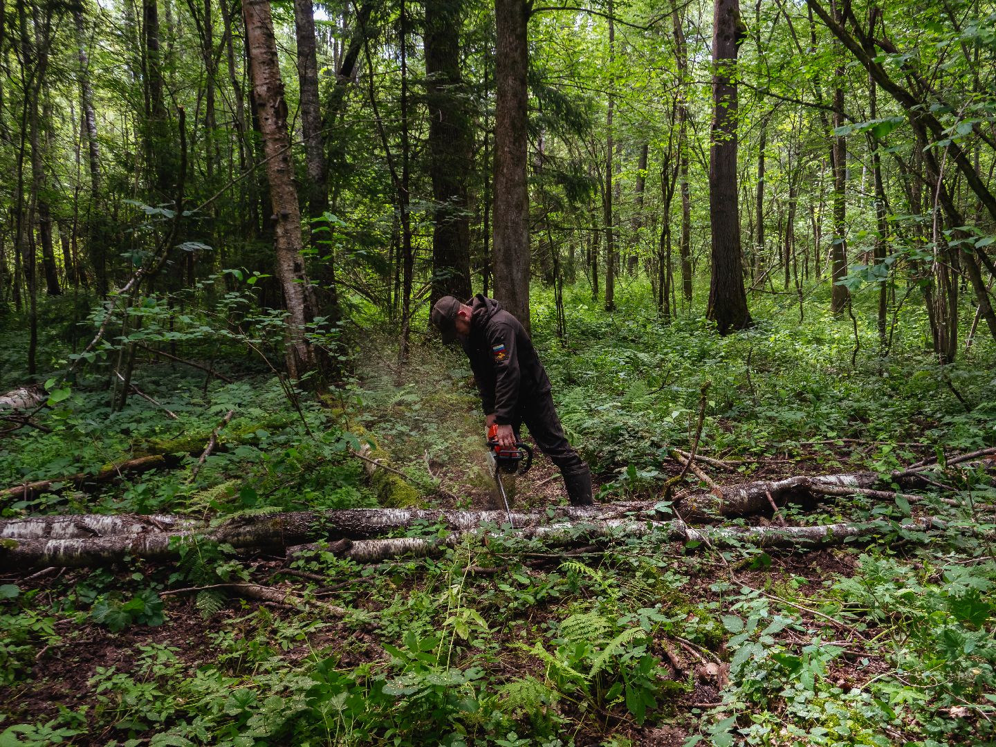 подмосковье, лесничество, экология,