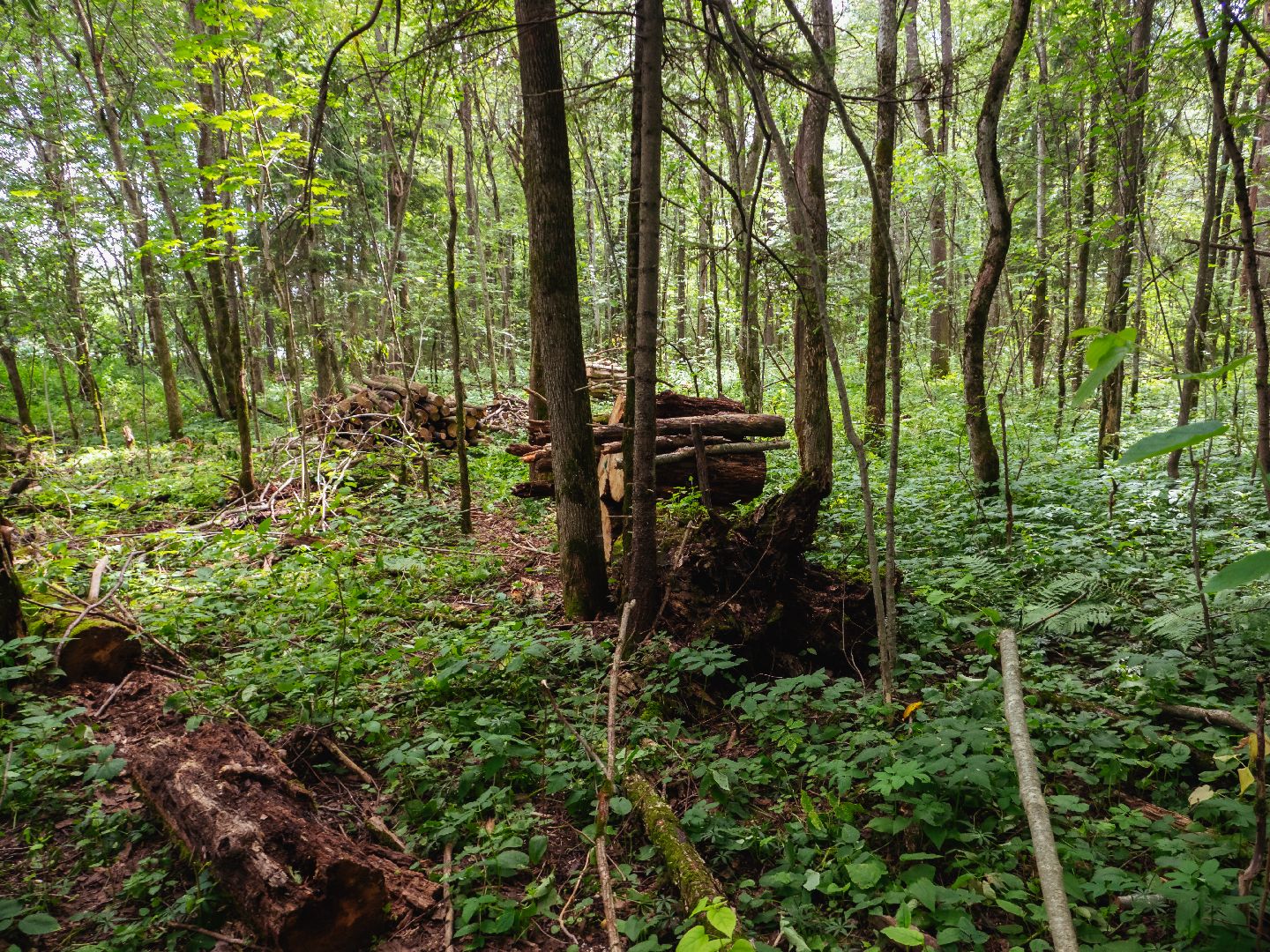 подмосковье, лесничество, экология,