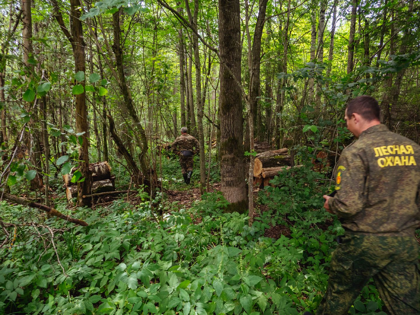подмосковье, лесничество, экология,