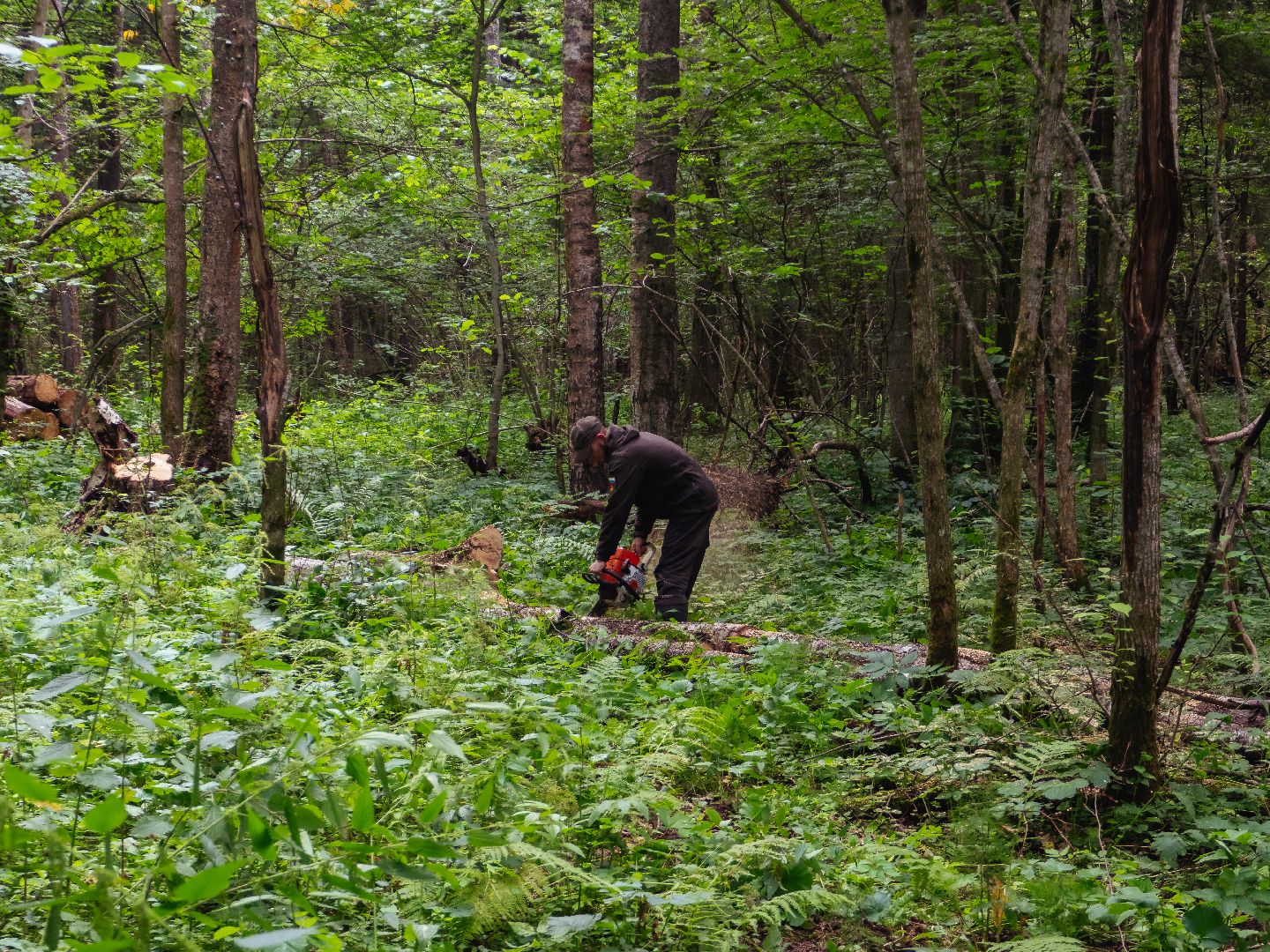 подмосковье, лесничество, экология,