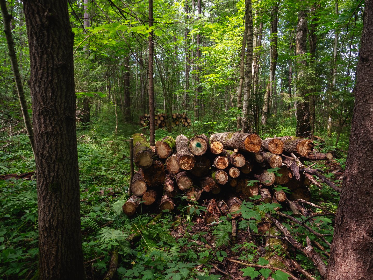 подмосковье, лесничество, экология,
