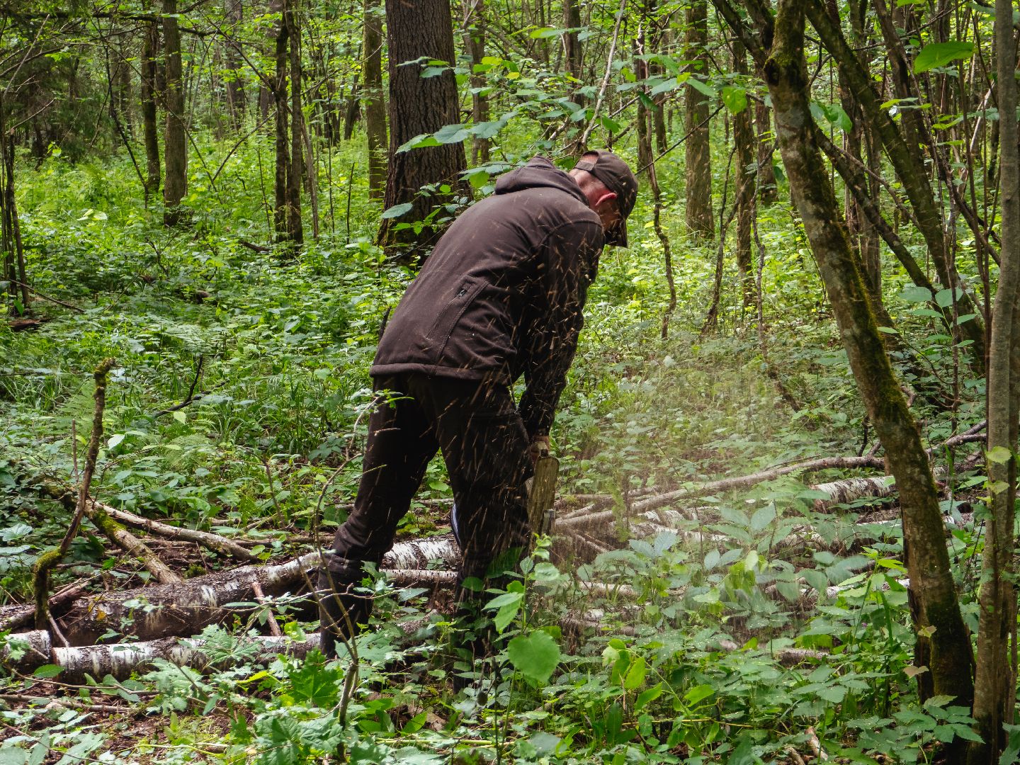подмосковье, лесничество, экология,