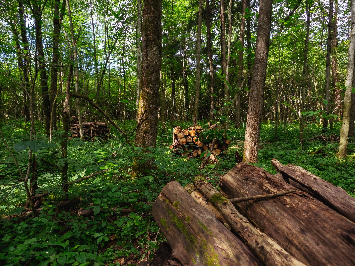 подмосковье, лесничество, экология,