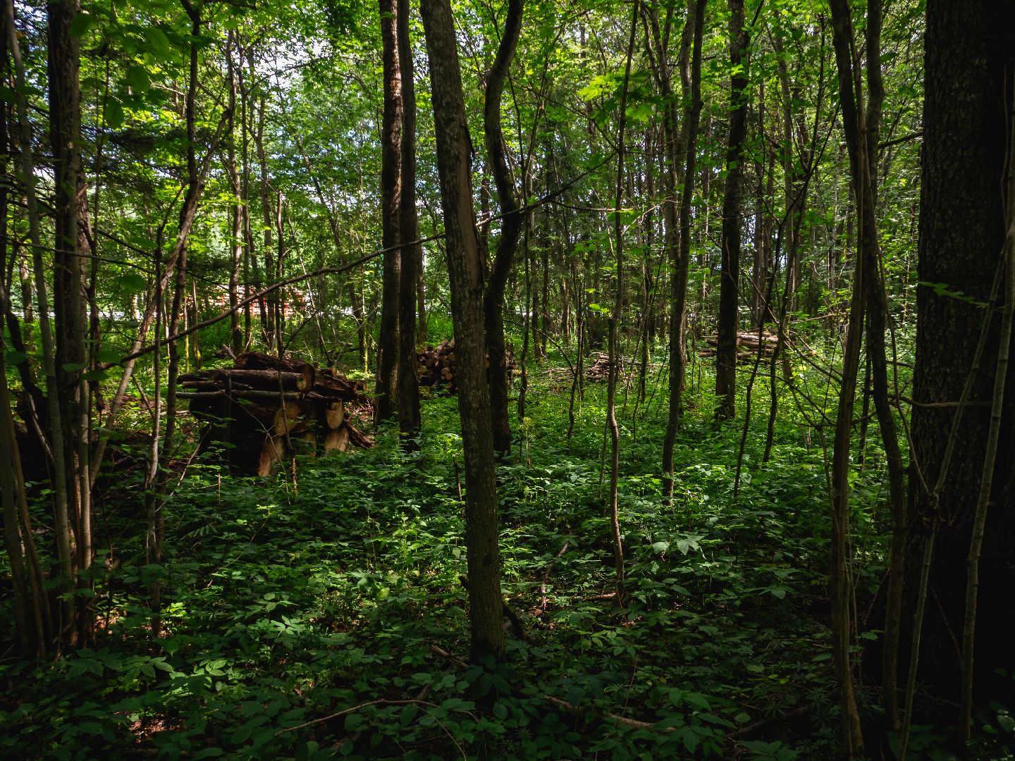 подмосковье, лесничество, экология,