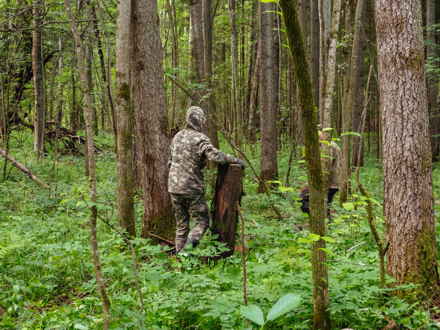 подмосковье, лесничество, экология,