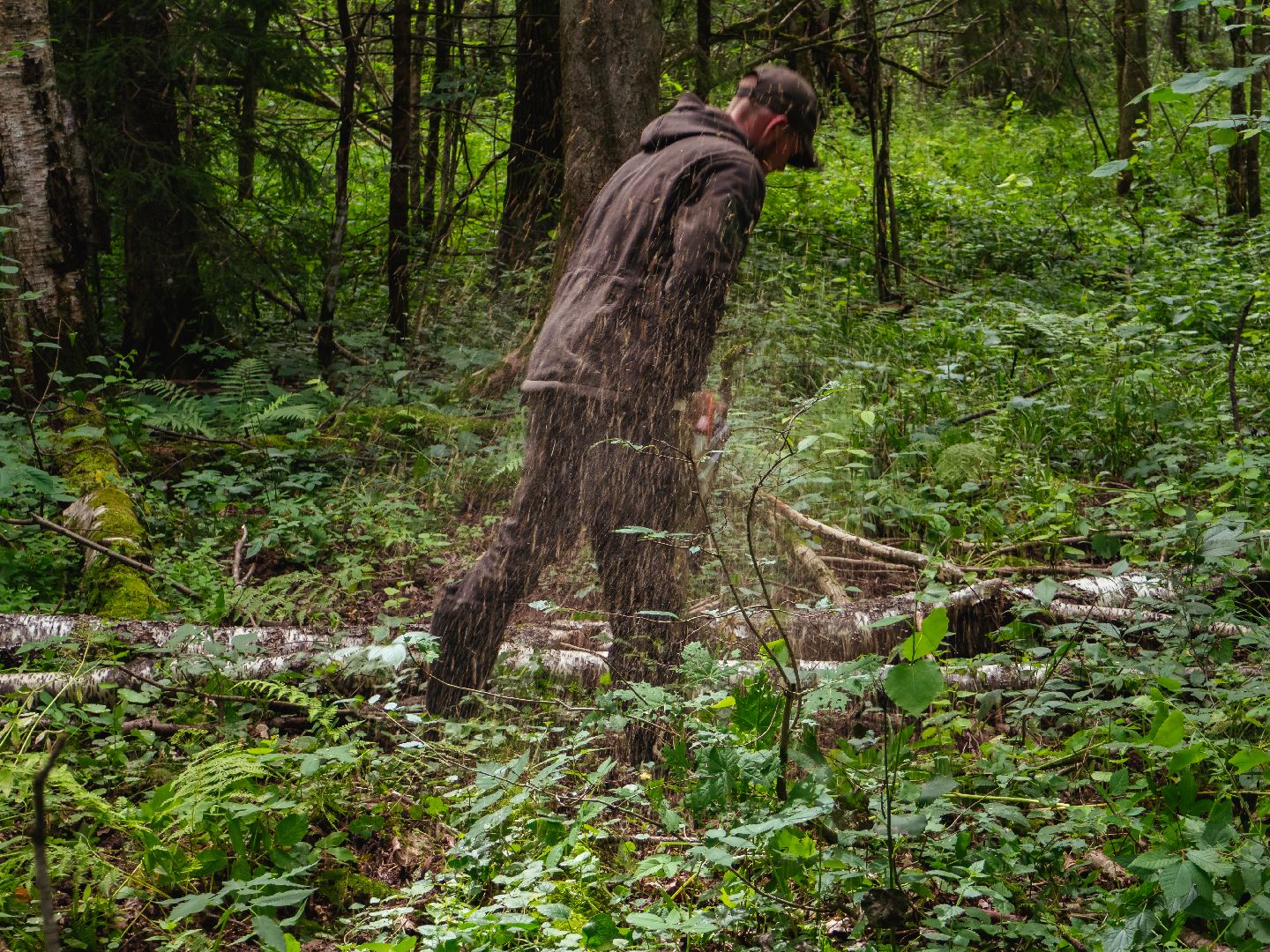 подмосковье, лесничество, экология,