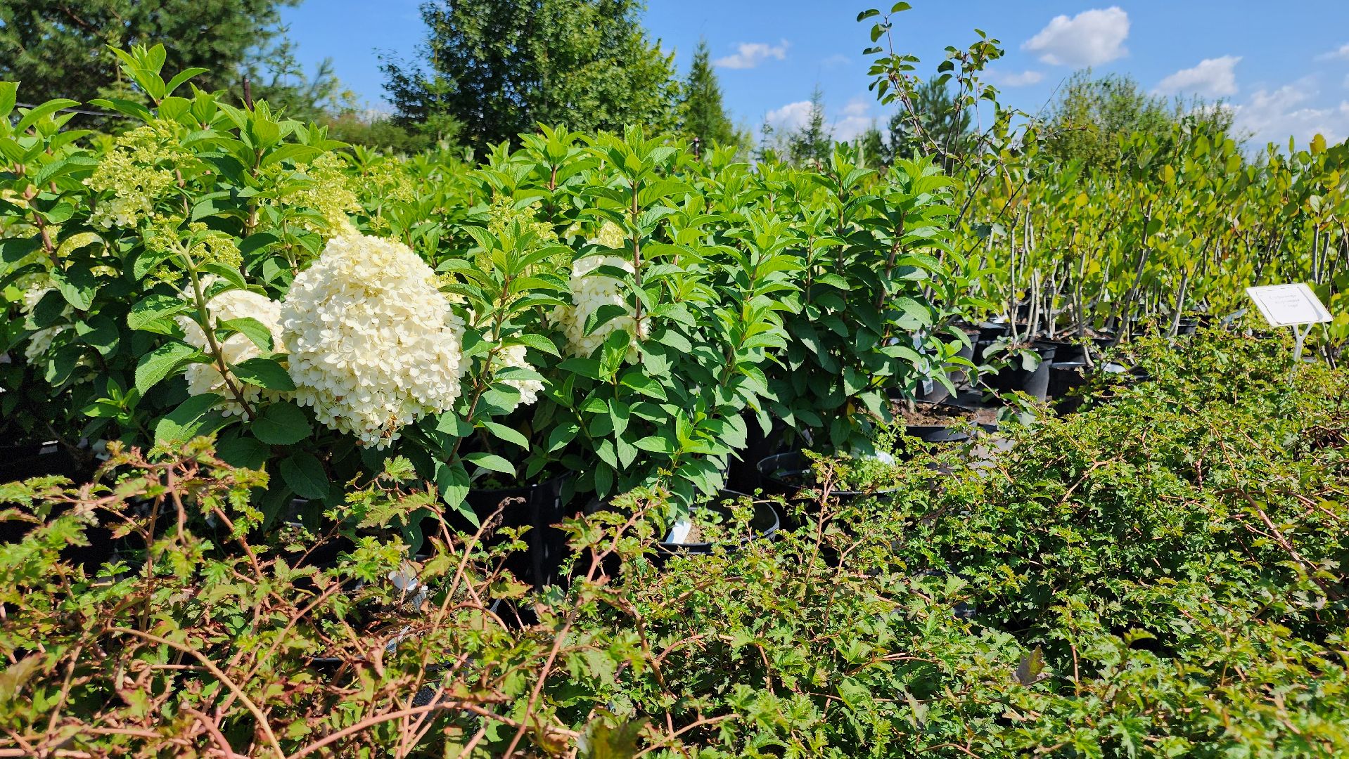 кашира, питомник Влада Ковальчука, многолетние растения, цветы, хвойные растения, озеленение города, лес победы, чубушник,