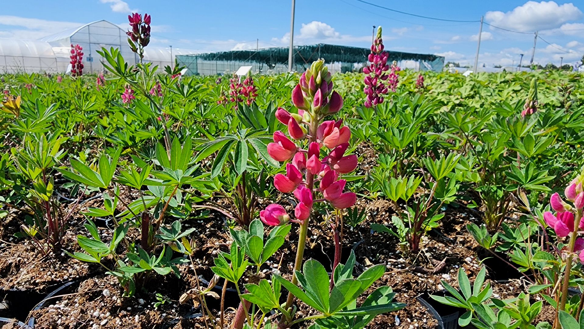 кашира, питомник Влада Ковальчука, многолетние растения, цветы, хвойные растения, озеленение города, лес победы, чубушник,