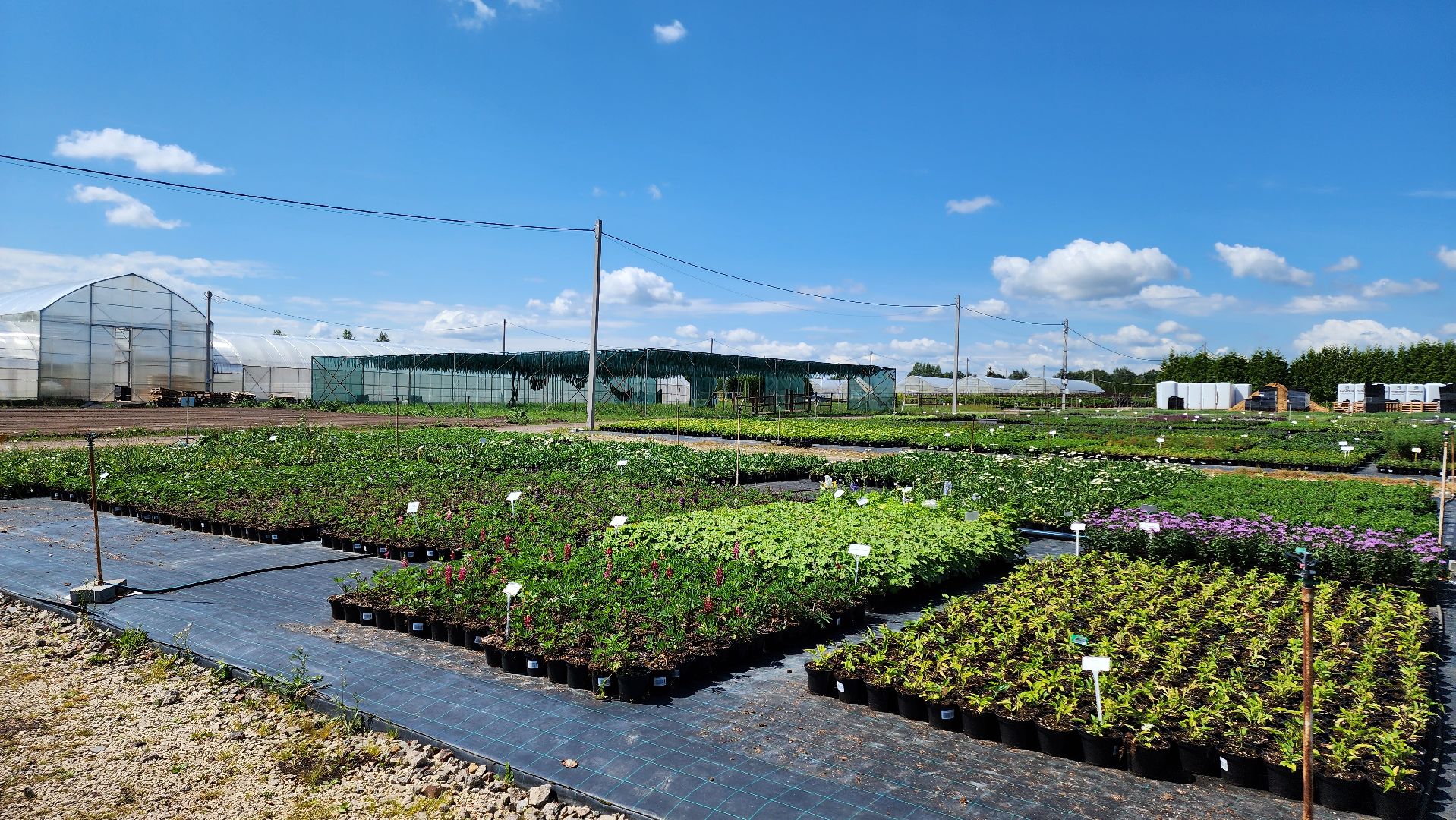 кашира, питомник Влада Ковальчука, многолетние растения, цветы, хвойные растения, озеленение города, лес победы, чубушник,