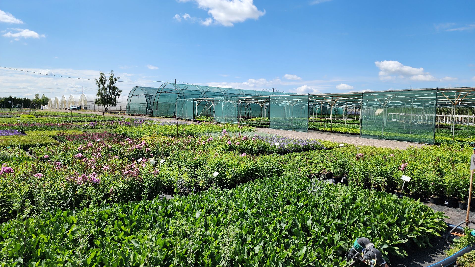 кашира, питомник Влада Ковальчука, многолетние растения, цветы, хвойные растения, озеленение города, лес победы, чубушник,