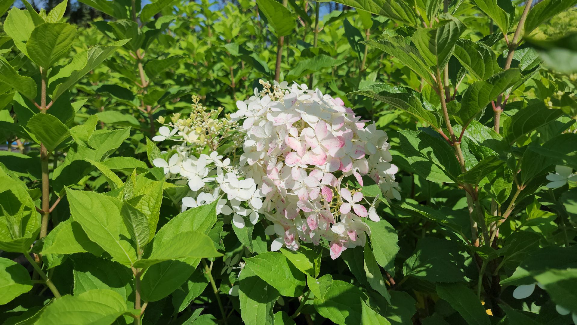 кашира, питомник Влада Ковальчука, многолетние растения, цветы, хвойные растения, озеленение города, лес победы, чубушник,