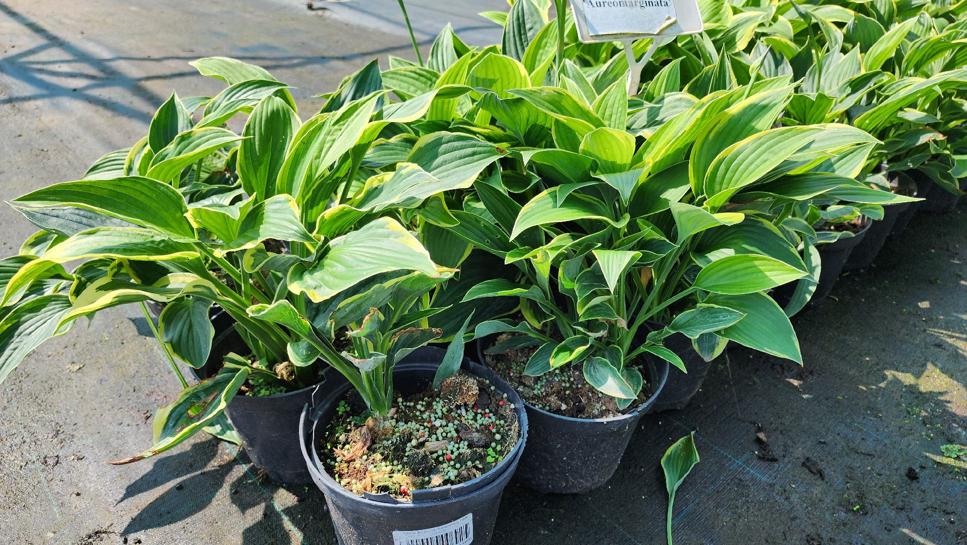 кашира, питомник Влада Ковальчука, многолетние растения, цветы, хвойные растения, озеленение города, лес победы, чубушник,