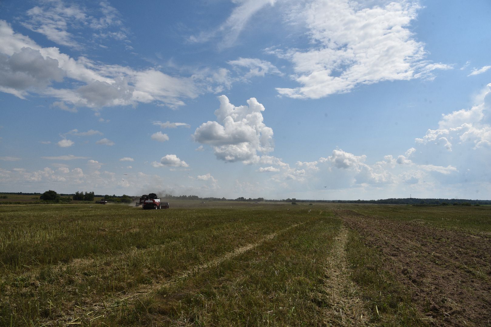 лотошино, сельское хозяйство, рапс,