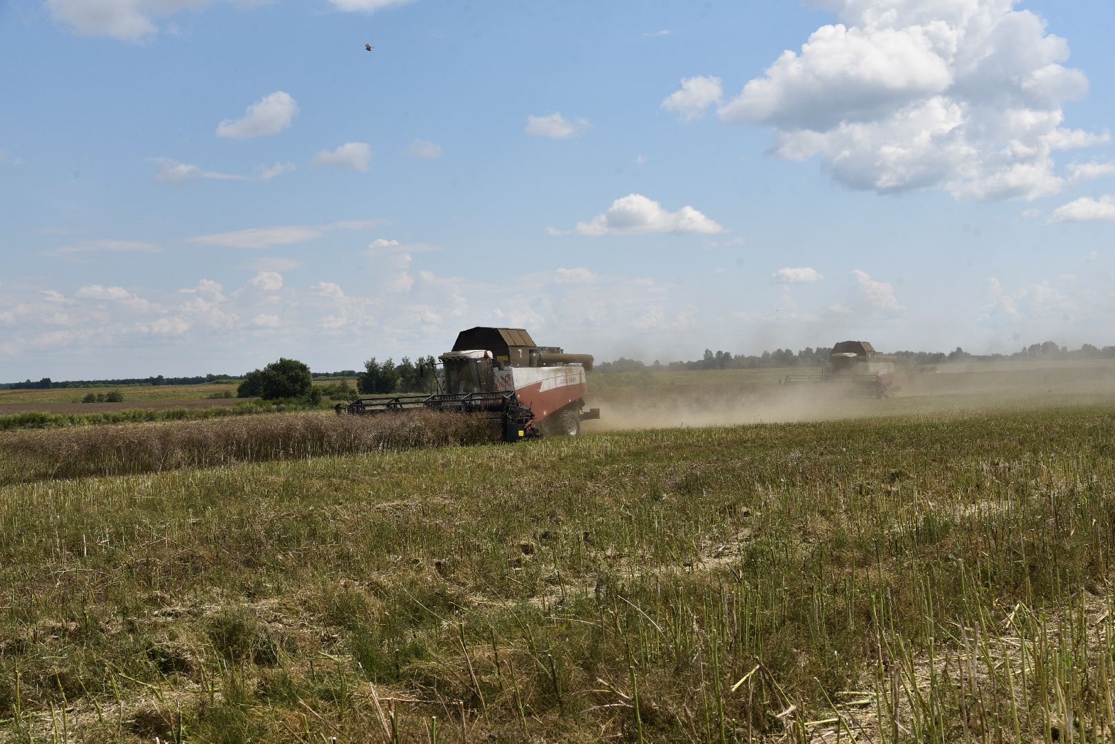 лотошино, сельское хозяйство, рапс,