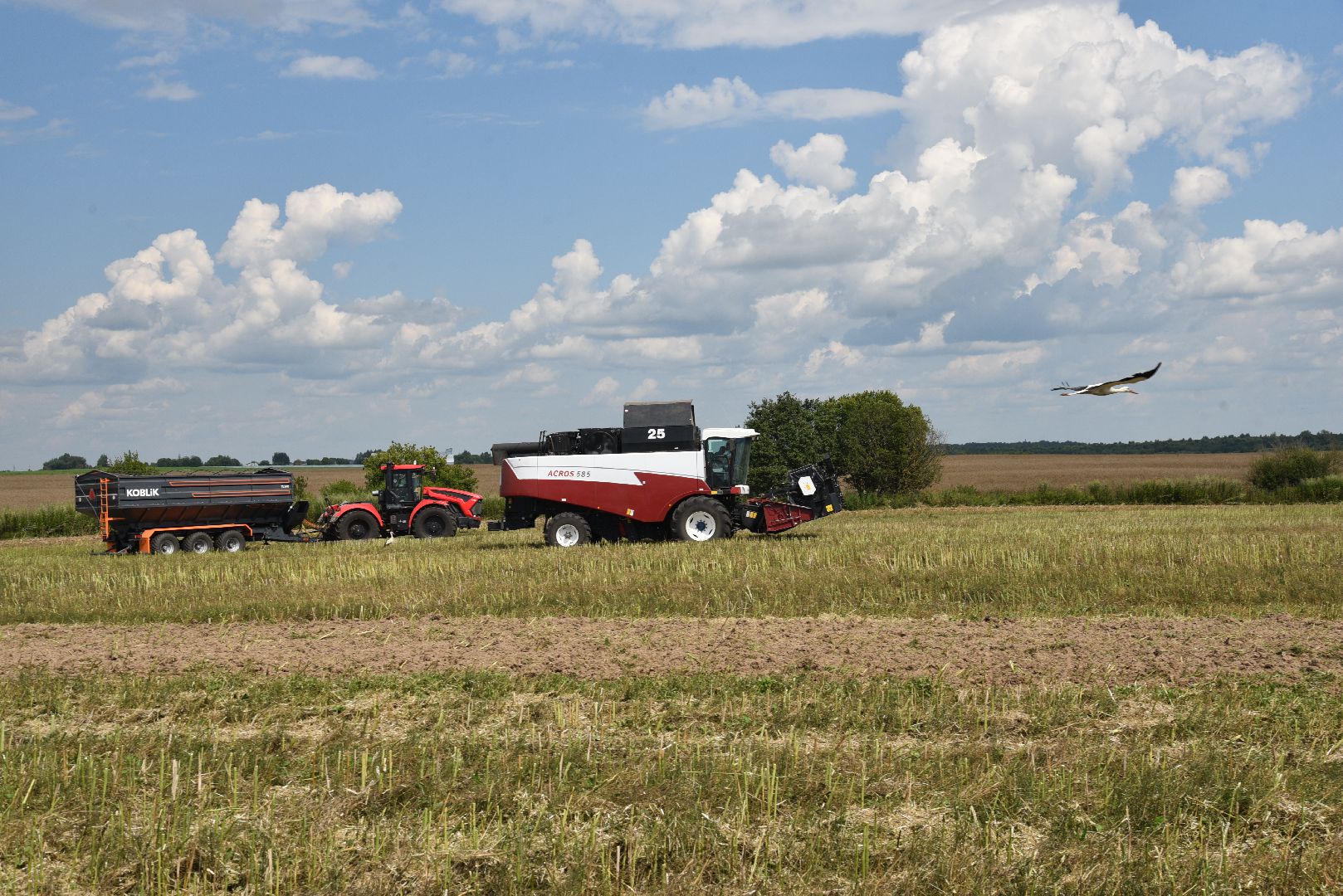 лотошино, сельское хозяйство, рапс,