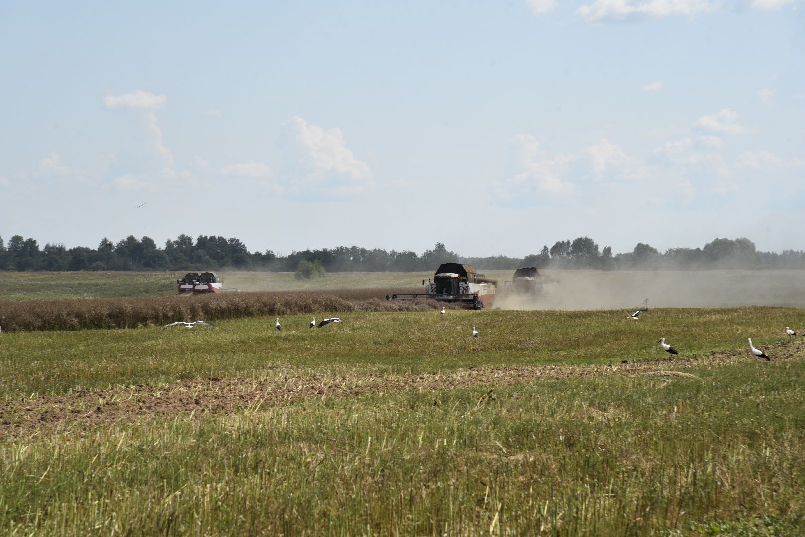 лотошино, сельское хозяйство, рапс,