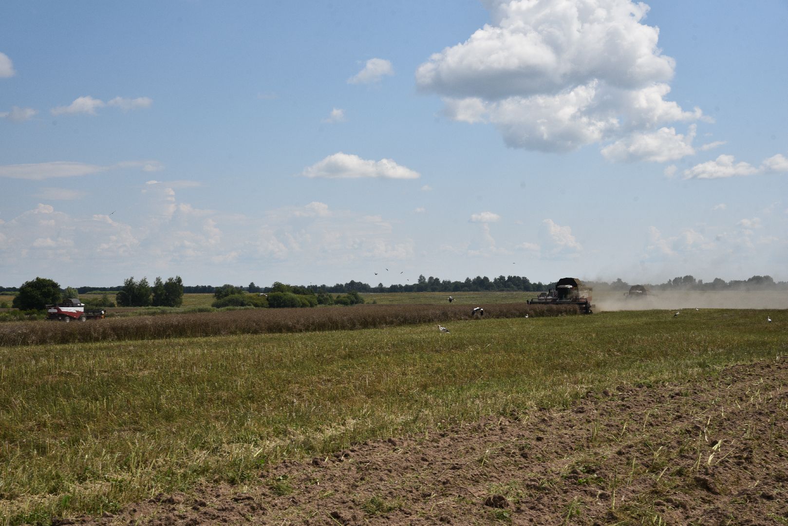 лотошино, сельское хозяйство, рапс,