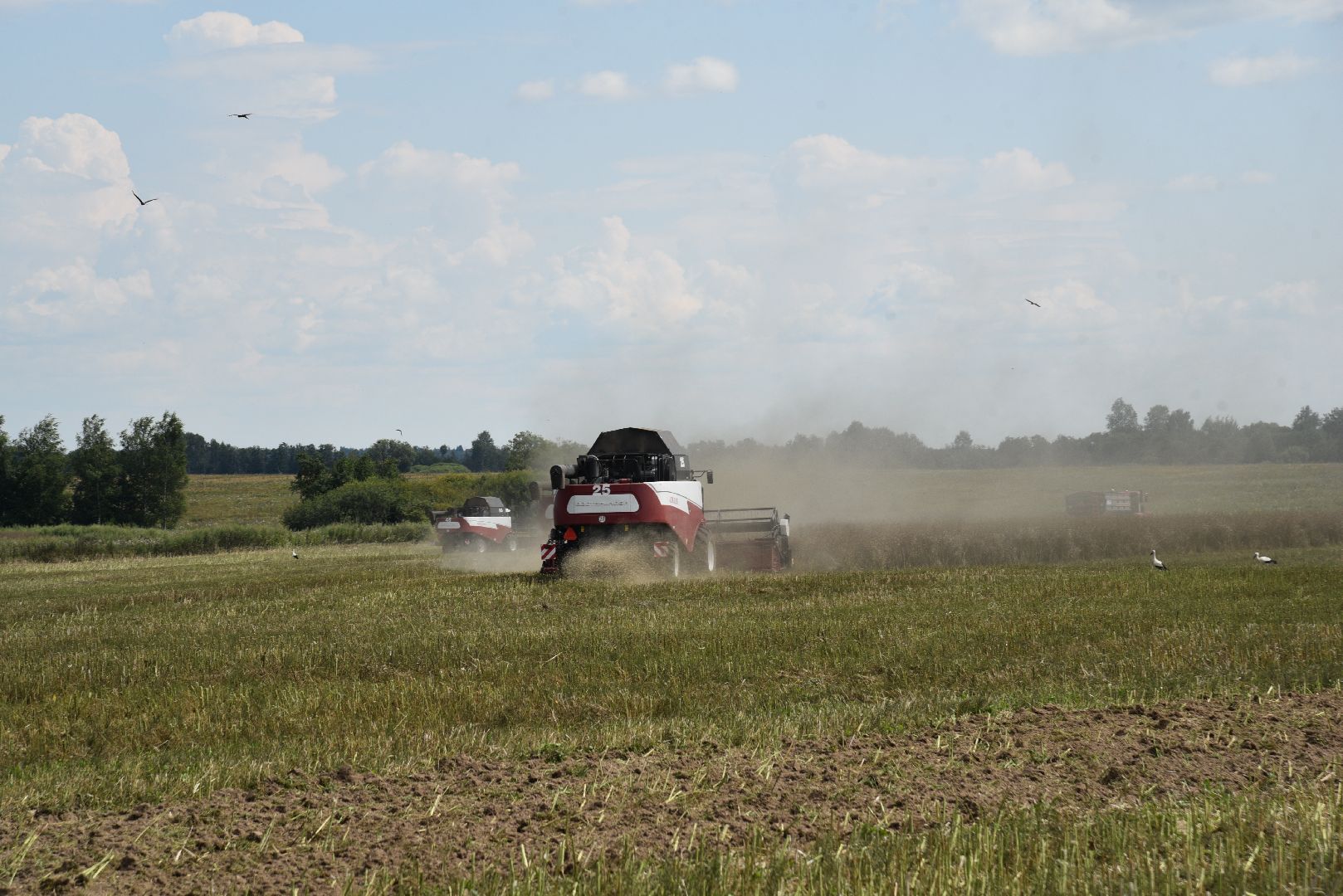 лотошино, сельское хозяйство, рапс,