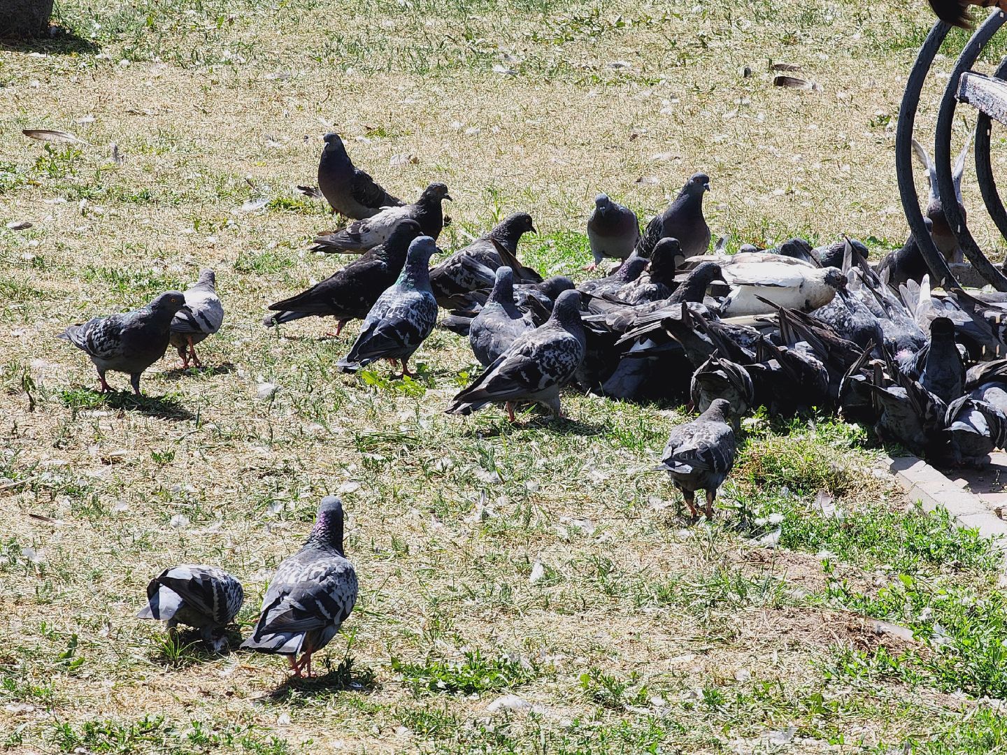 Егорьевск, Подмосковье, Московская область, Благоустройство, Сквер 60-летия Победы,