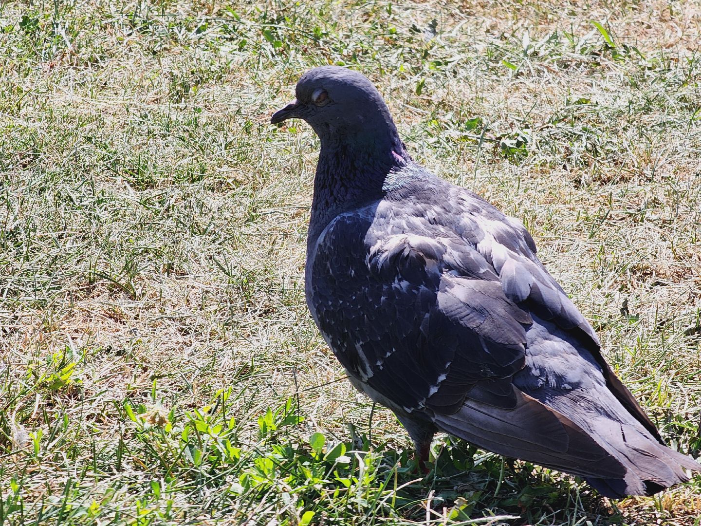 Егорьевск, Подмосковье, Московская область, Благоустройство, Сквер 60-летия Победы,