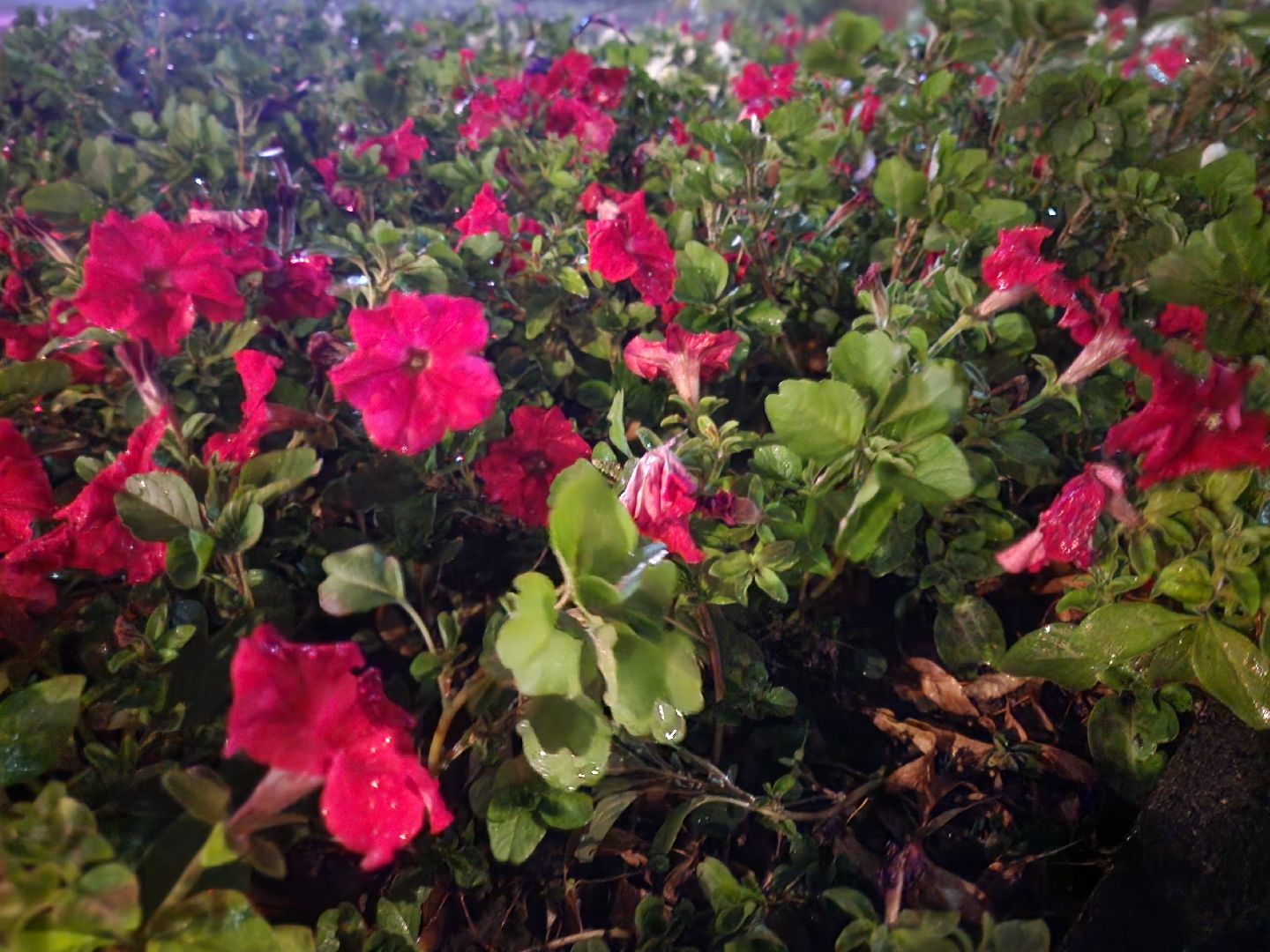 Подольск, Благоустройство, Клумбы, Цветы,