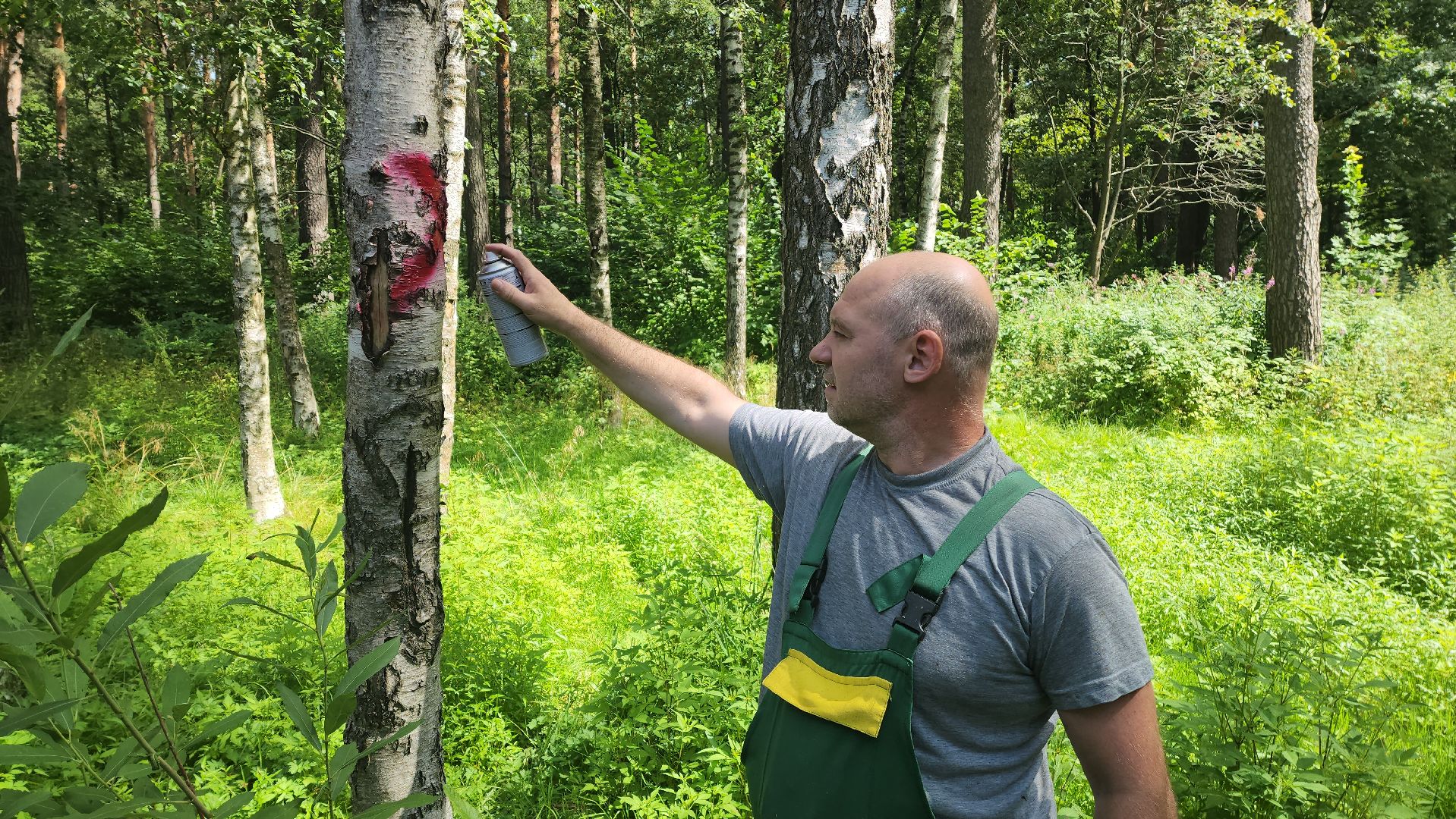 красногорск, экопарк, деревья,