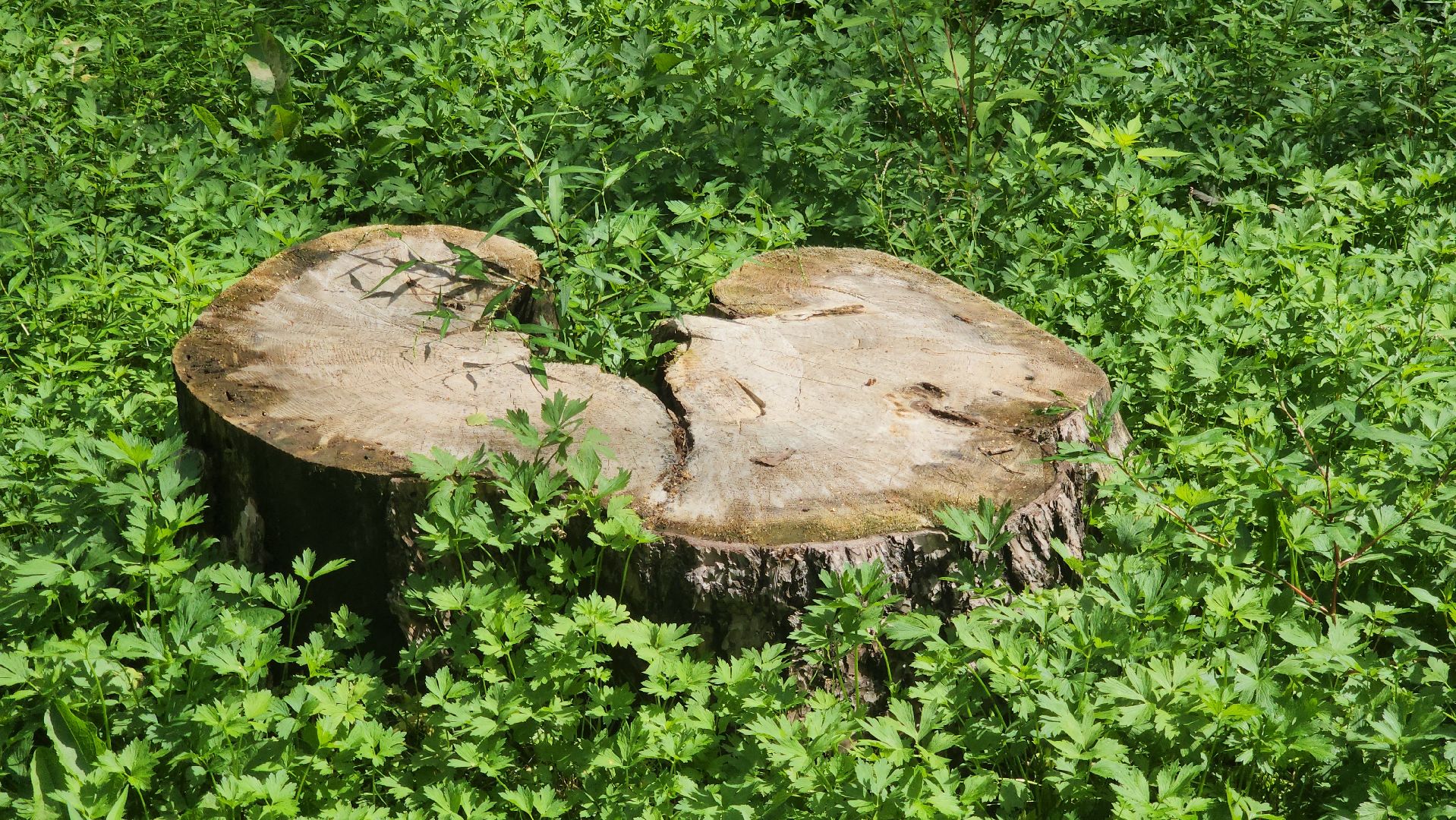 красногорск, экопарк, деревья,